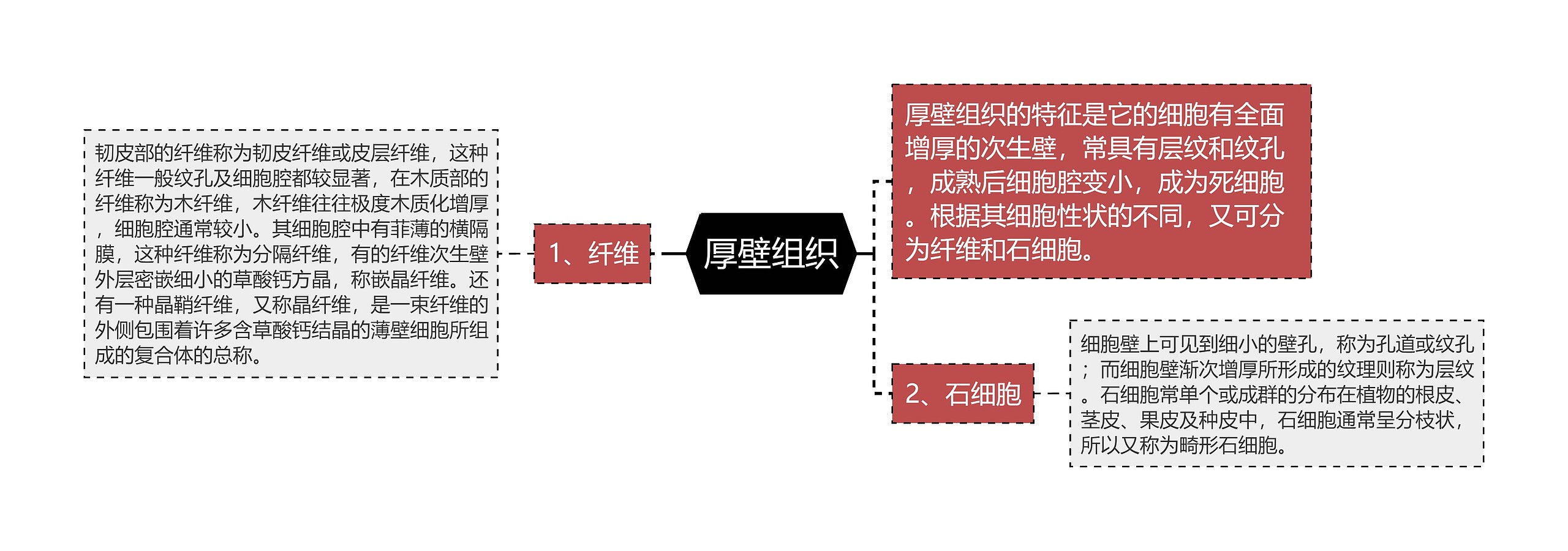 厚壁组织 厚壁组织