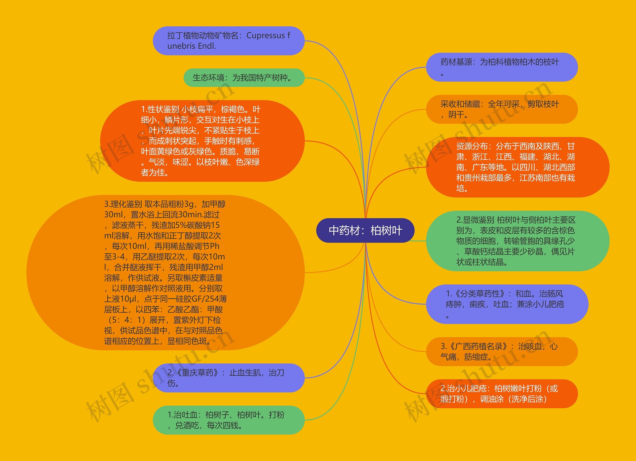 中药材：柏树叶思维导图