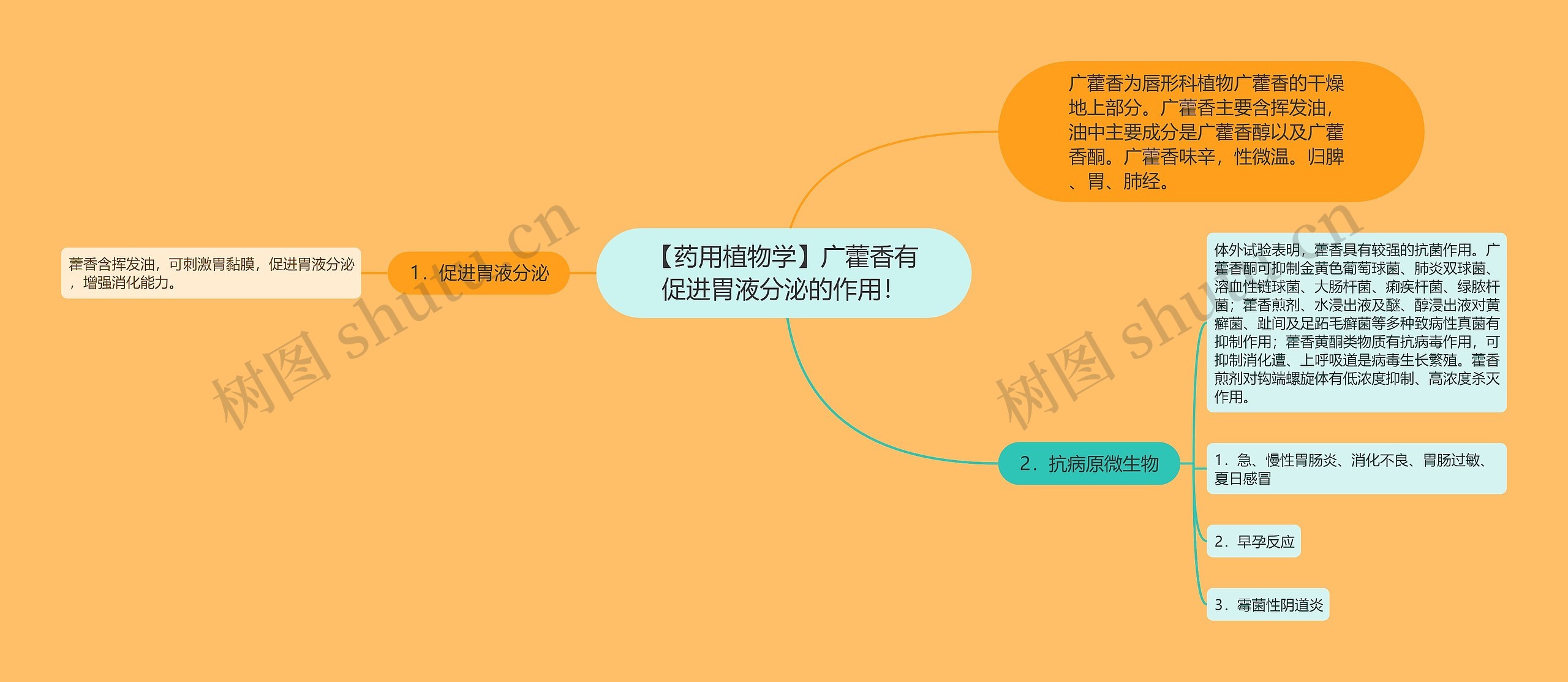 【药用植物学】广藿香有促进胃液分泌的作用! 【药用植物学】广藿香有促进胃液分泌的作用!