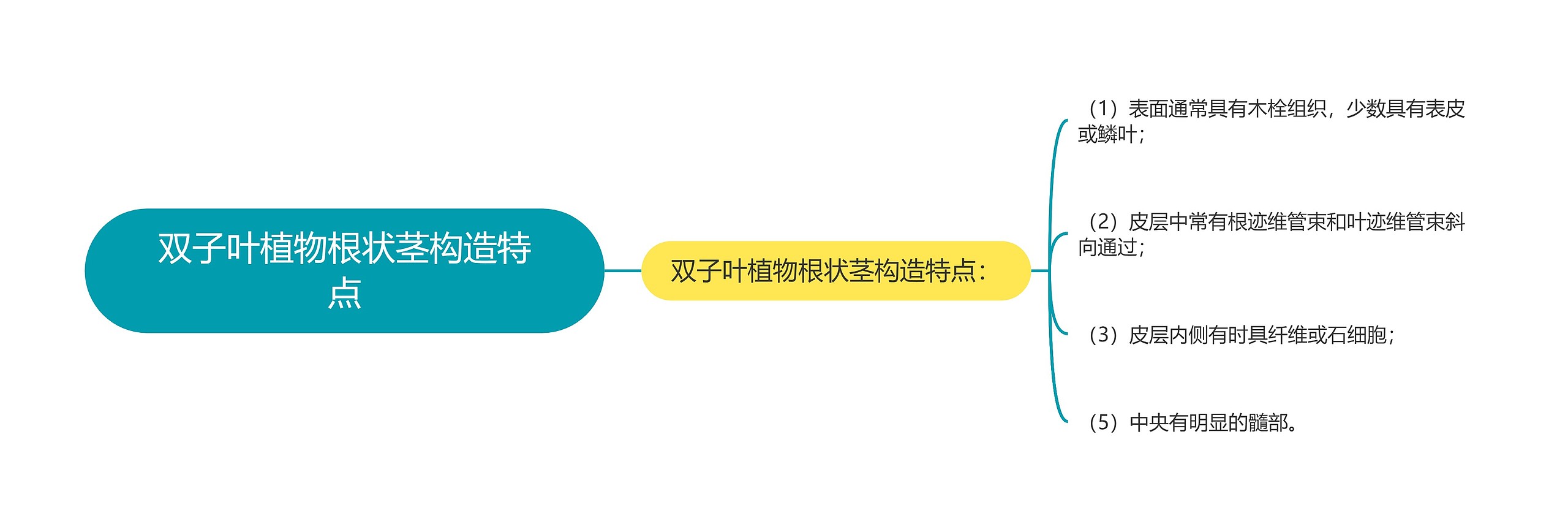 双子叶植物根状茎构造特点 双子叶植物根状茎构造特点