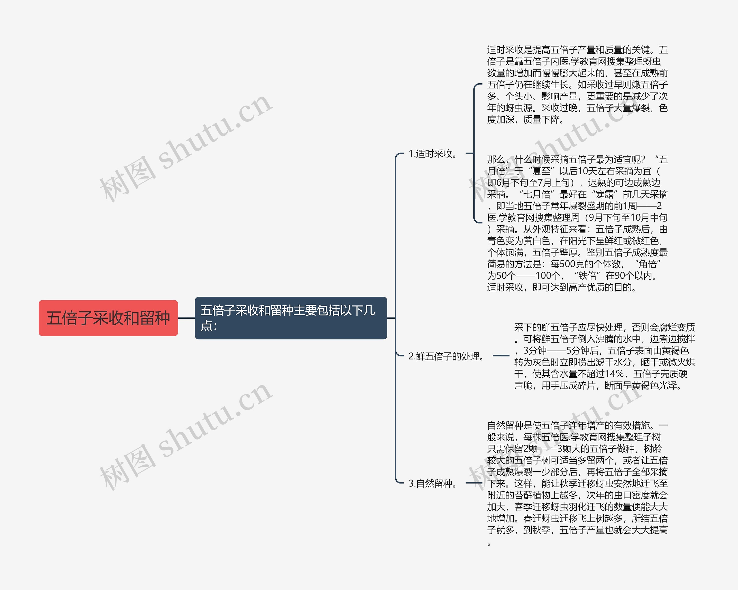 五倍子采收和留种思维导图