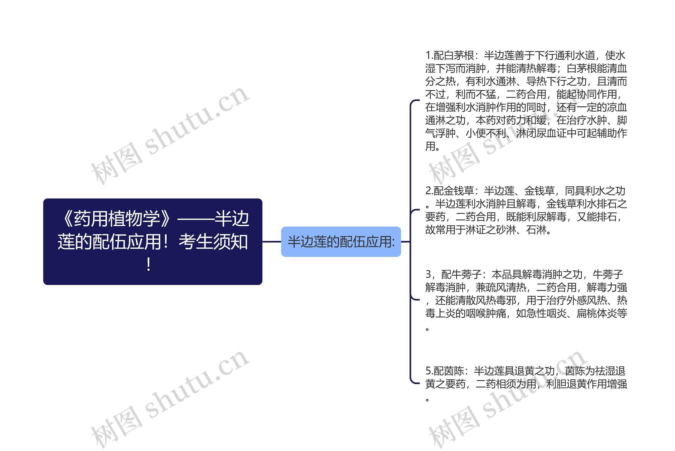 《药用植物学》——半边莲的配伍应用！考生须知！思维导图