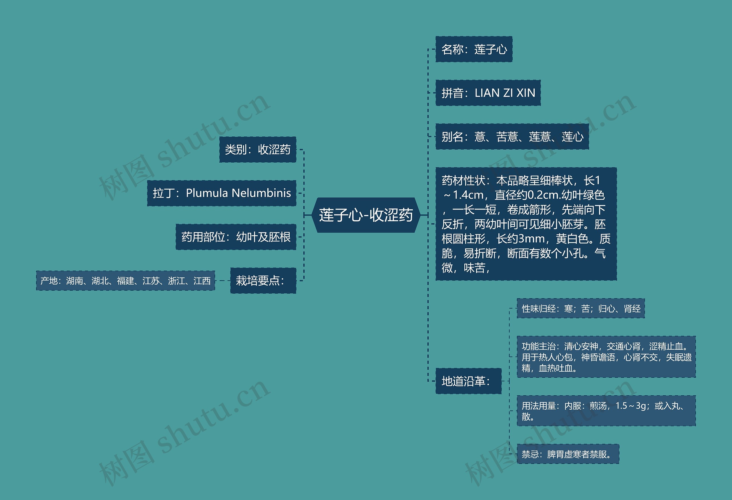 莲子心-收涩药思维导图