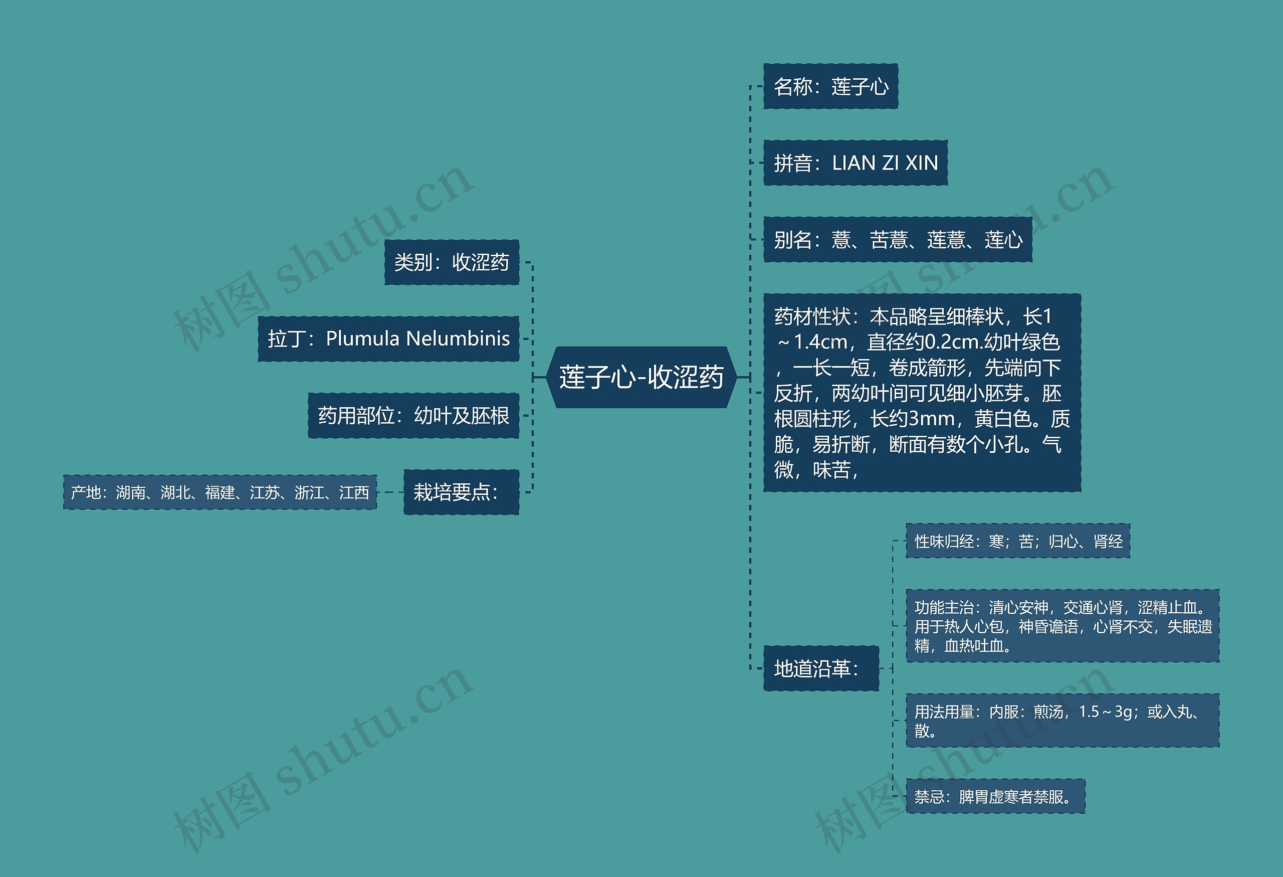 莲子心-收涩药 莲子心-收涩药