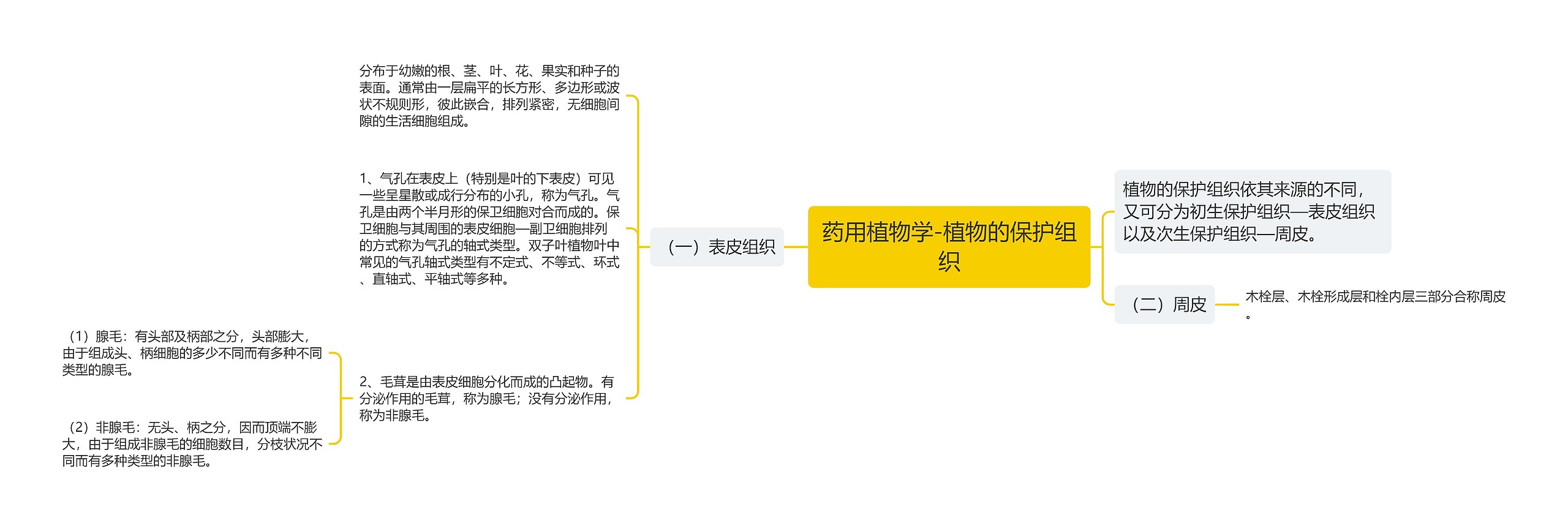 药用植物学-植物的保护组织 药用植物学-植物的保护组织