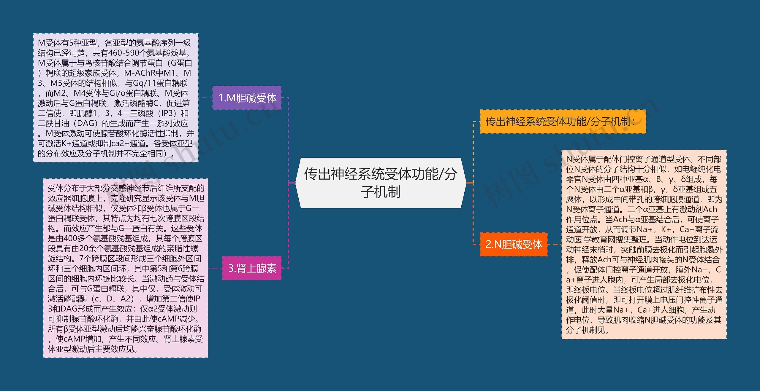 传出神经系统受体功能/分子机制思维导图