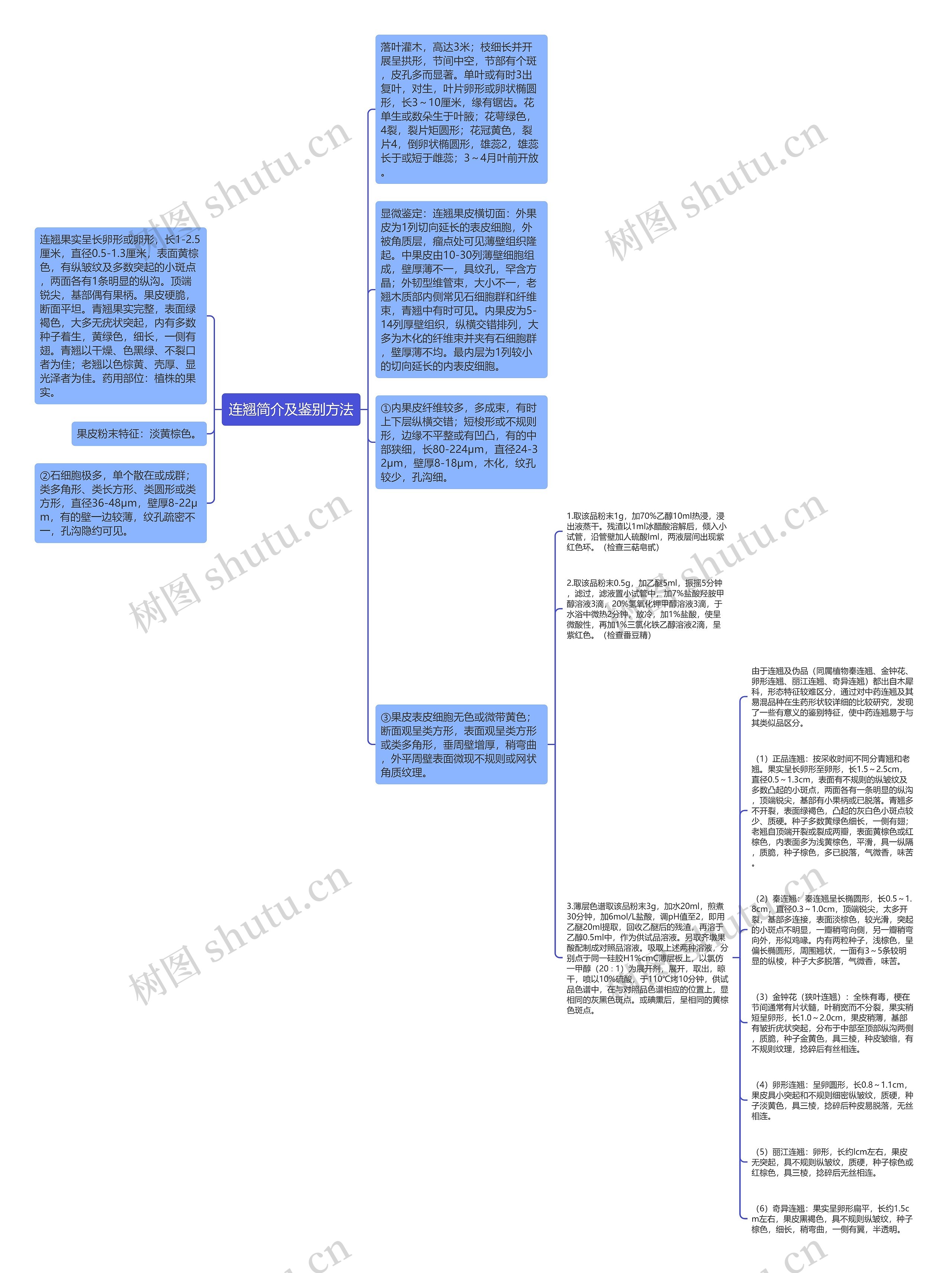 连翘简介及鉴别方法思维导图