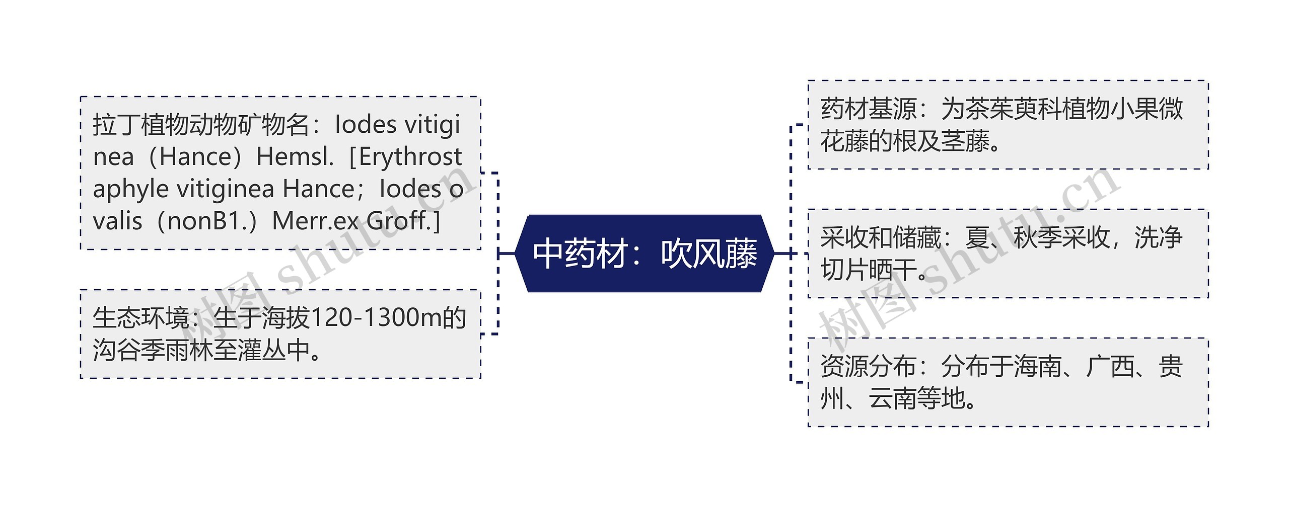 中药材：吹风藤思维导图