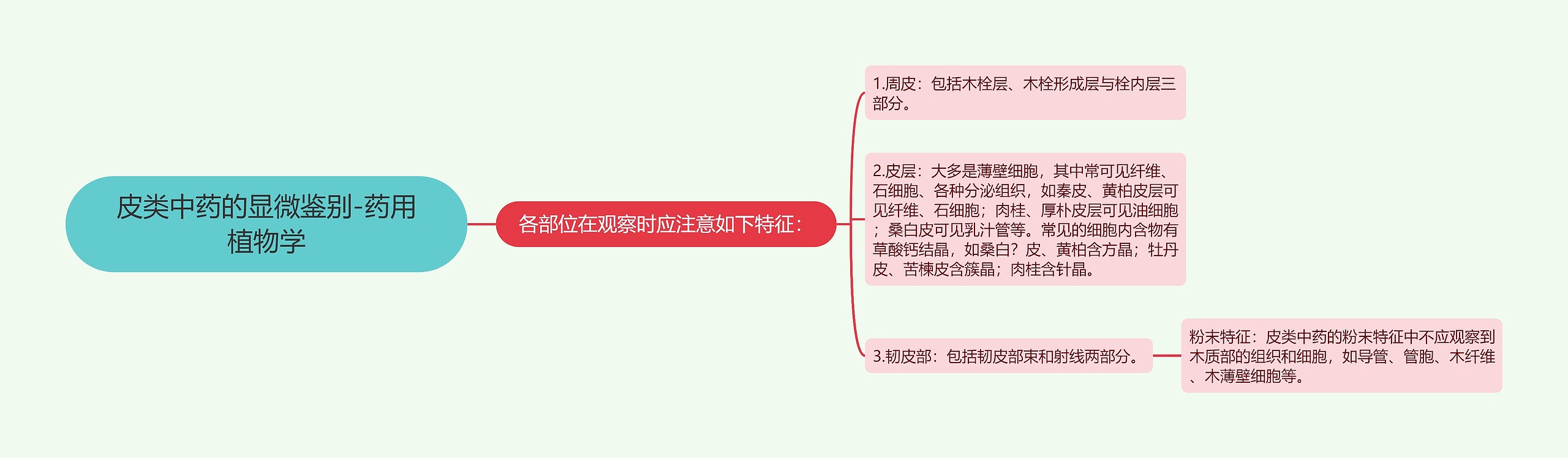 皮类中药的显微鉴别-药用植物学 皮类中药的显微鉴别-药用植物学