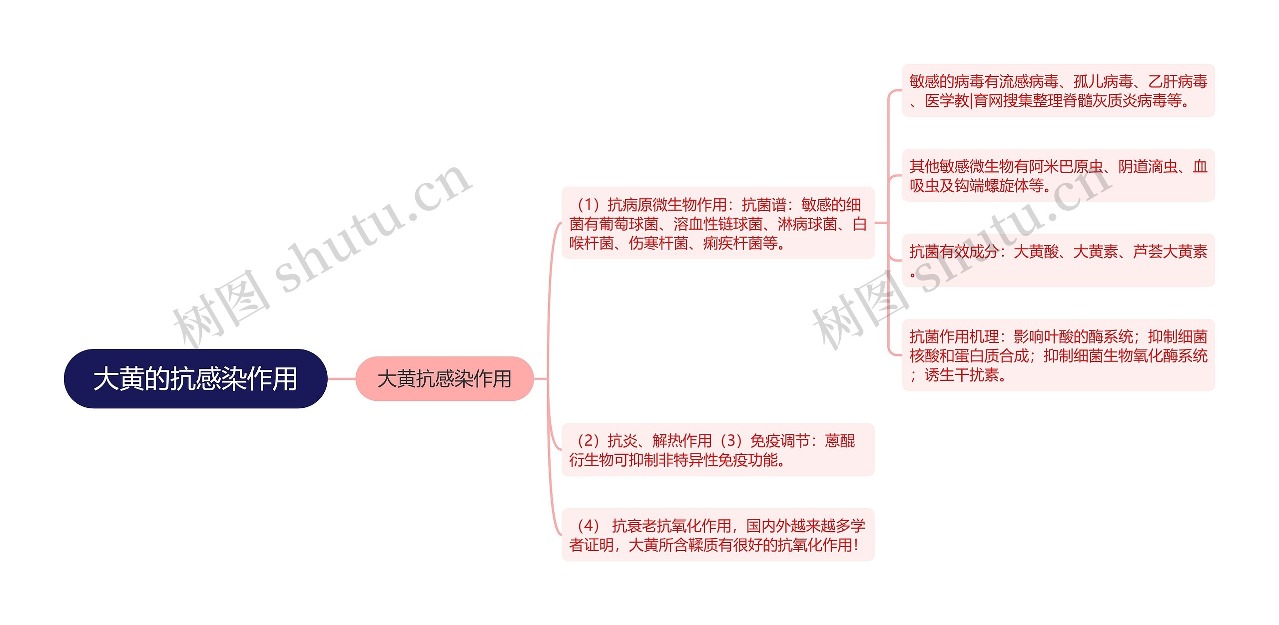 大黄的抗感染作用