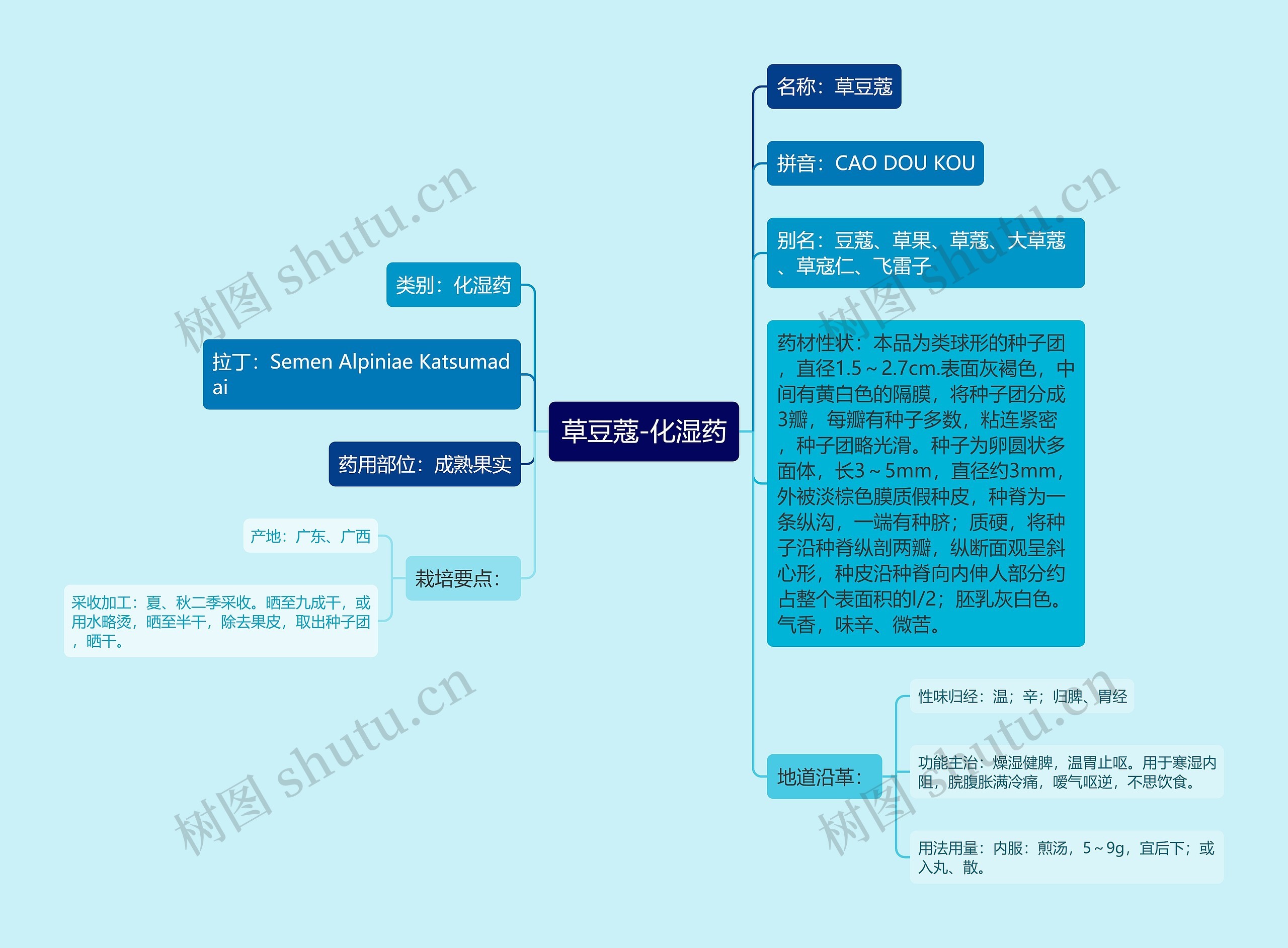 草豆蔻-化湿药 草豆蔻-化湿药