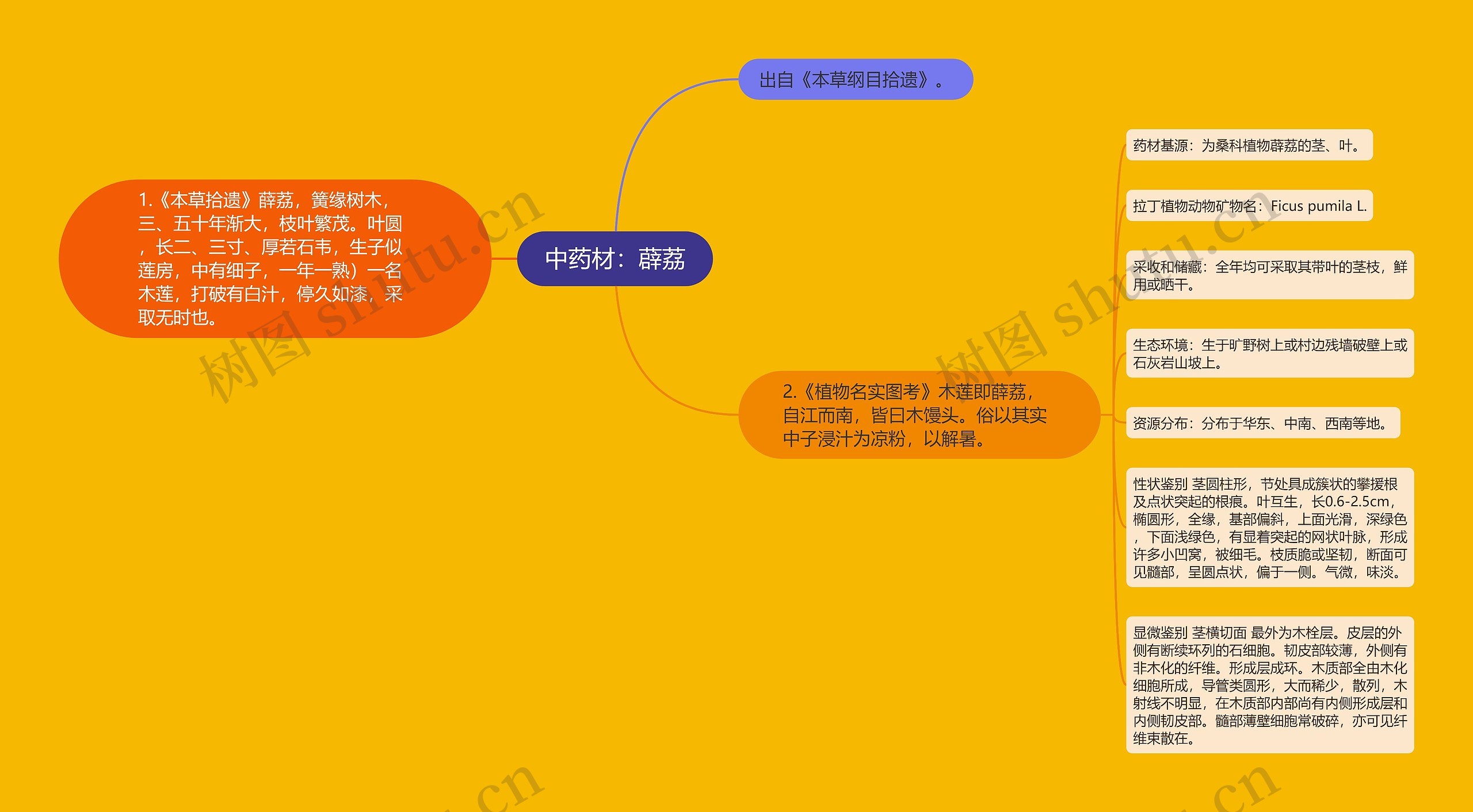 中药材:薜荔 中药材:薜荔