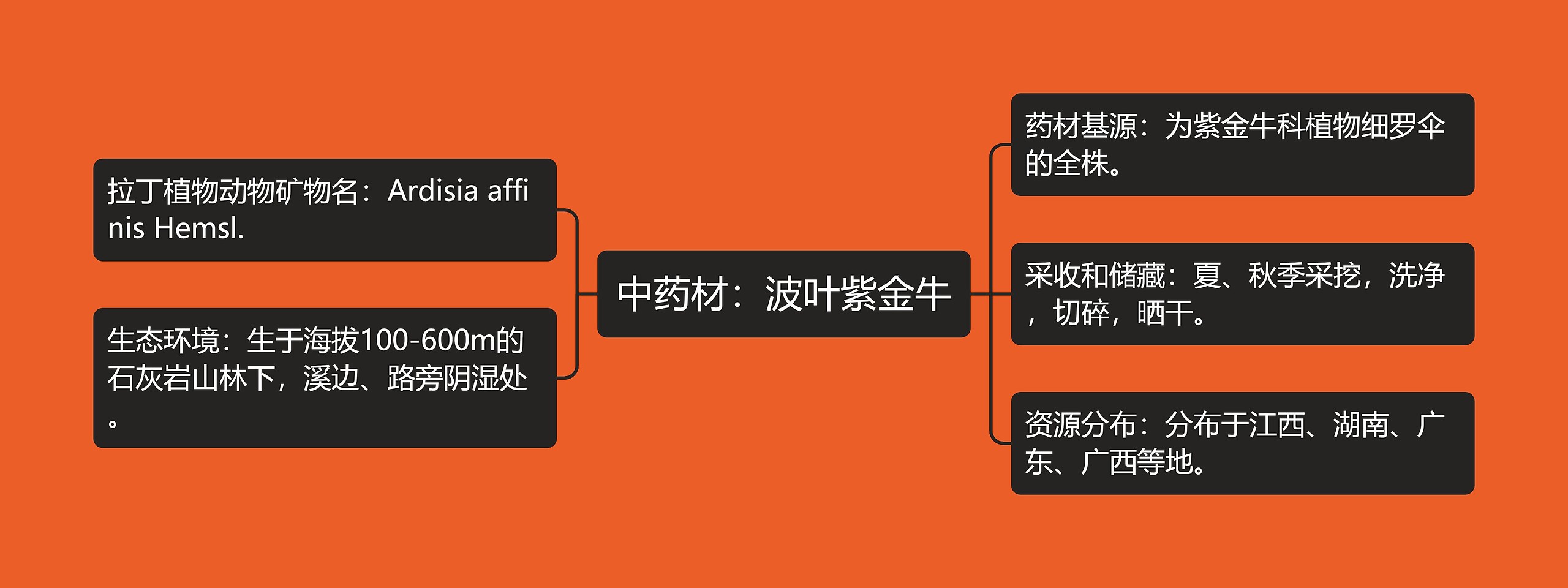 中药材：波叶紫金牛