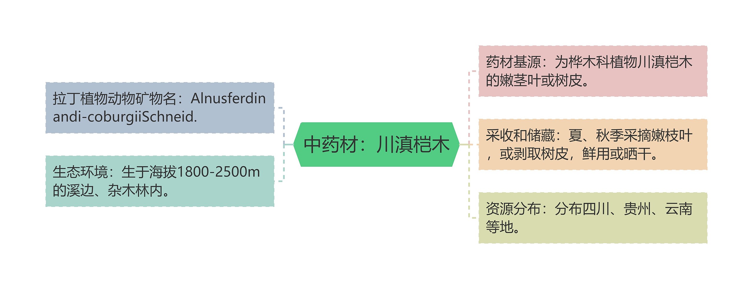 中药材：川滇桤木思维导图