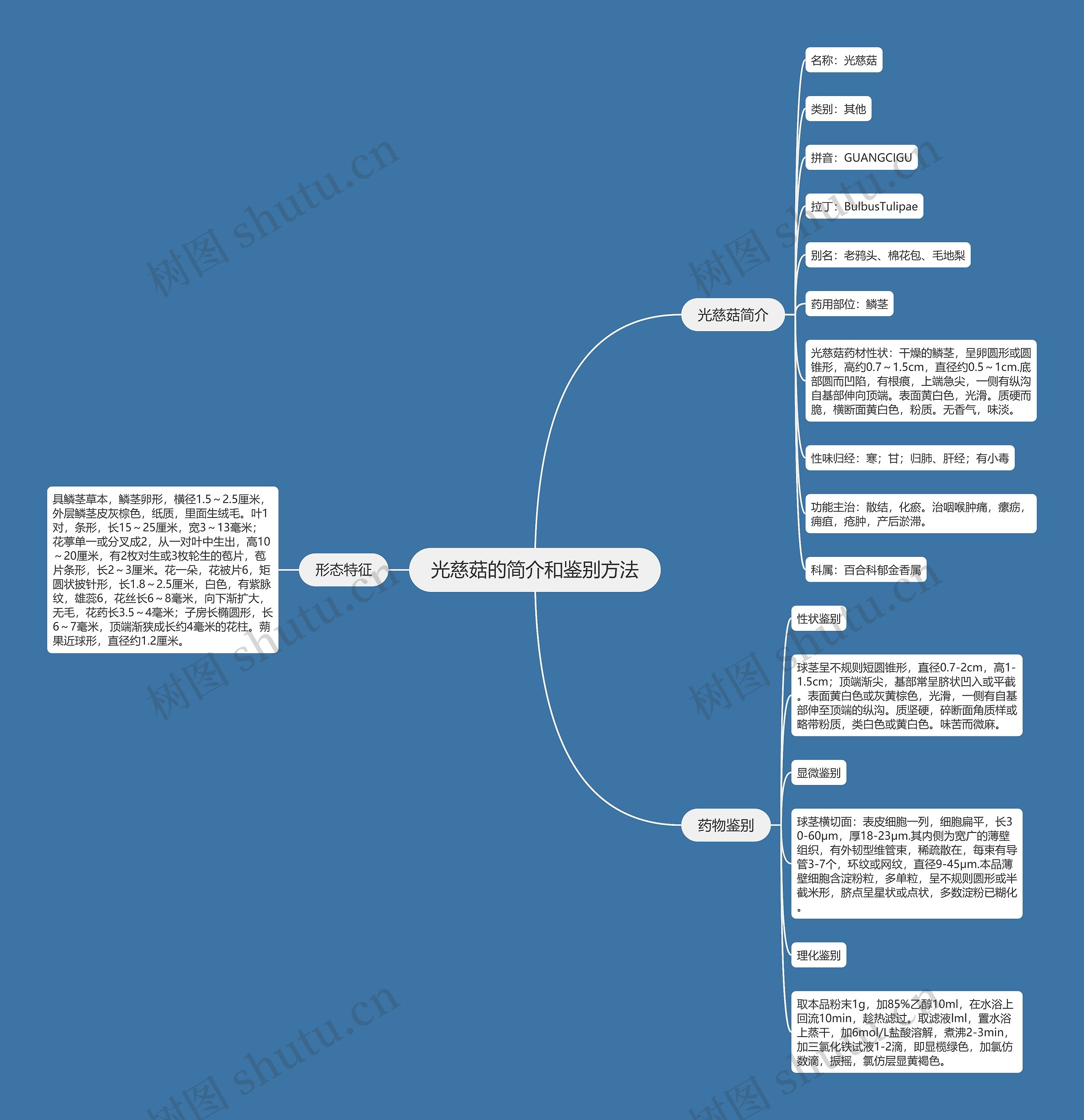 光慈菇的简介和鉴别方法思维导图