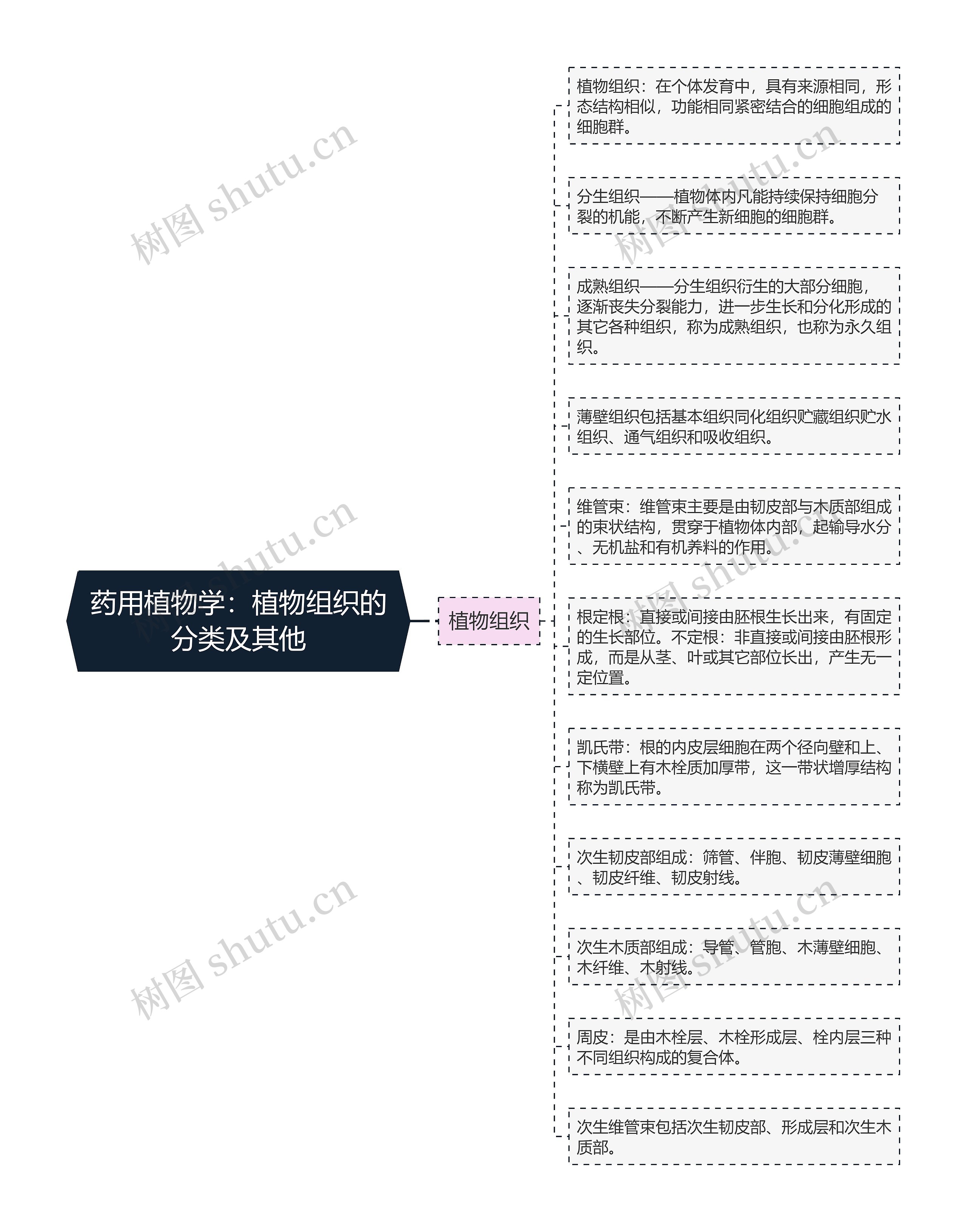 药用植物学:植物组织的分类及其他 药用植物学:植物组织的分类及其他