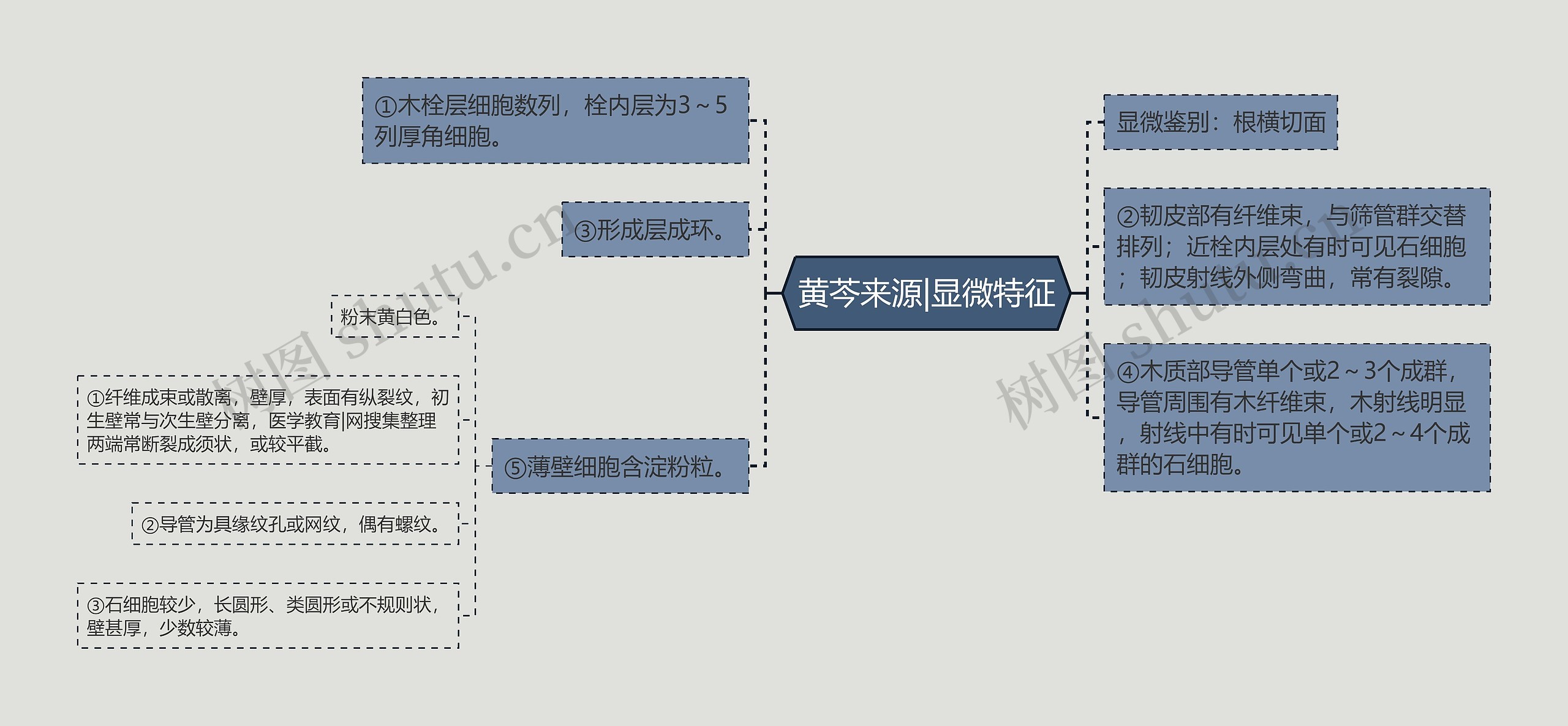 黄芩来源|显微特征思维导图