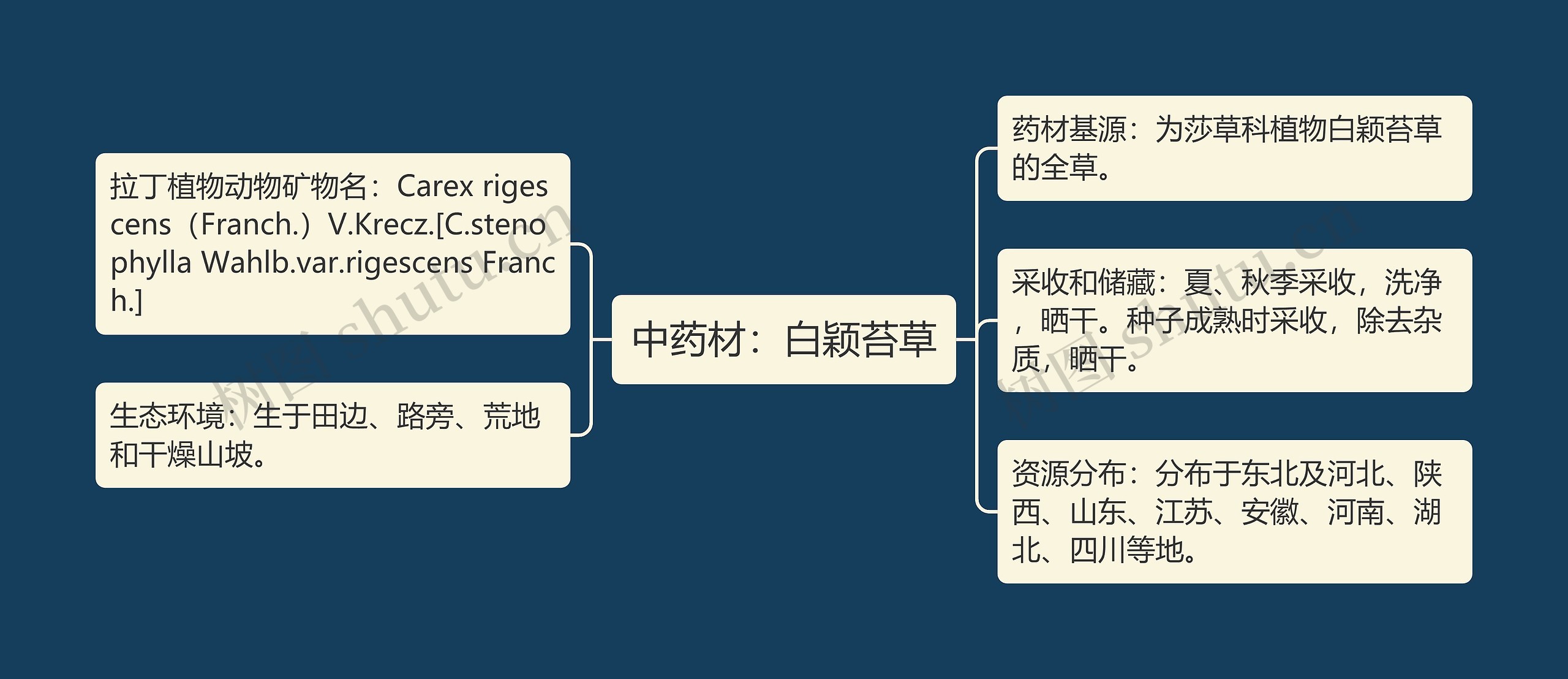 中药材：白颖苔草