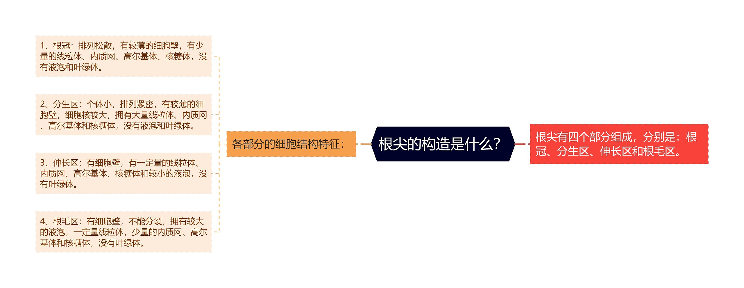 根尖的构造是什么？