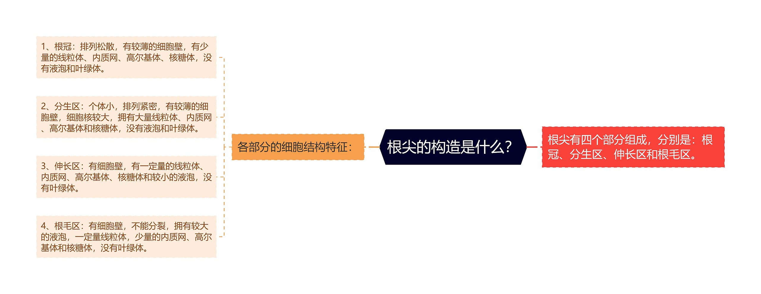 根尖的构造是什么? 根尖的构造是什么?