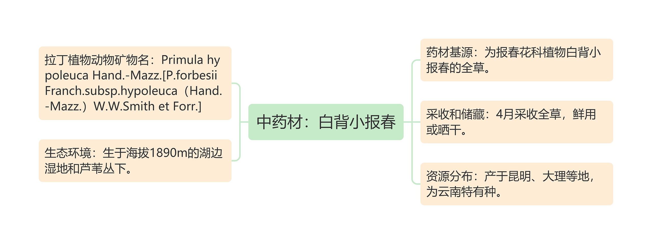 中药材：白背小报春思维导图