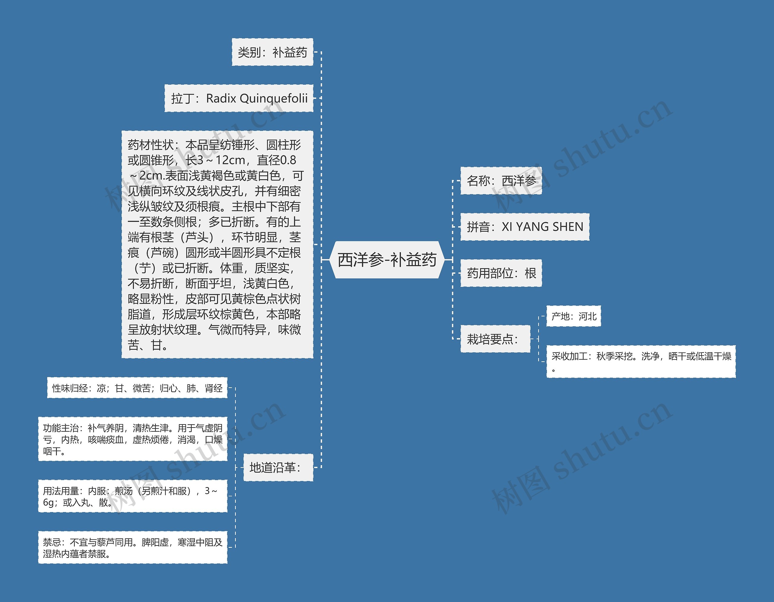 西洋参-补益药思维导图