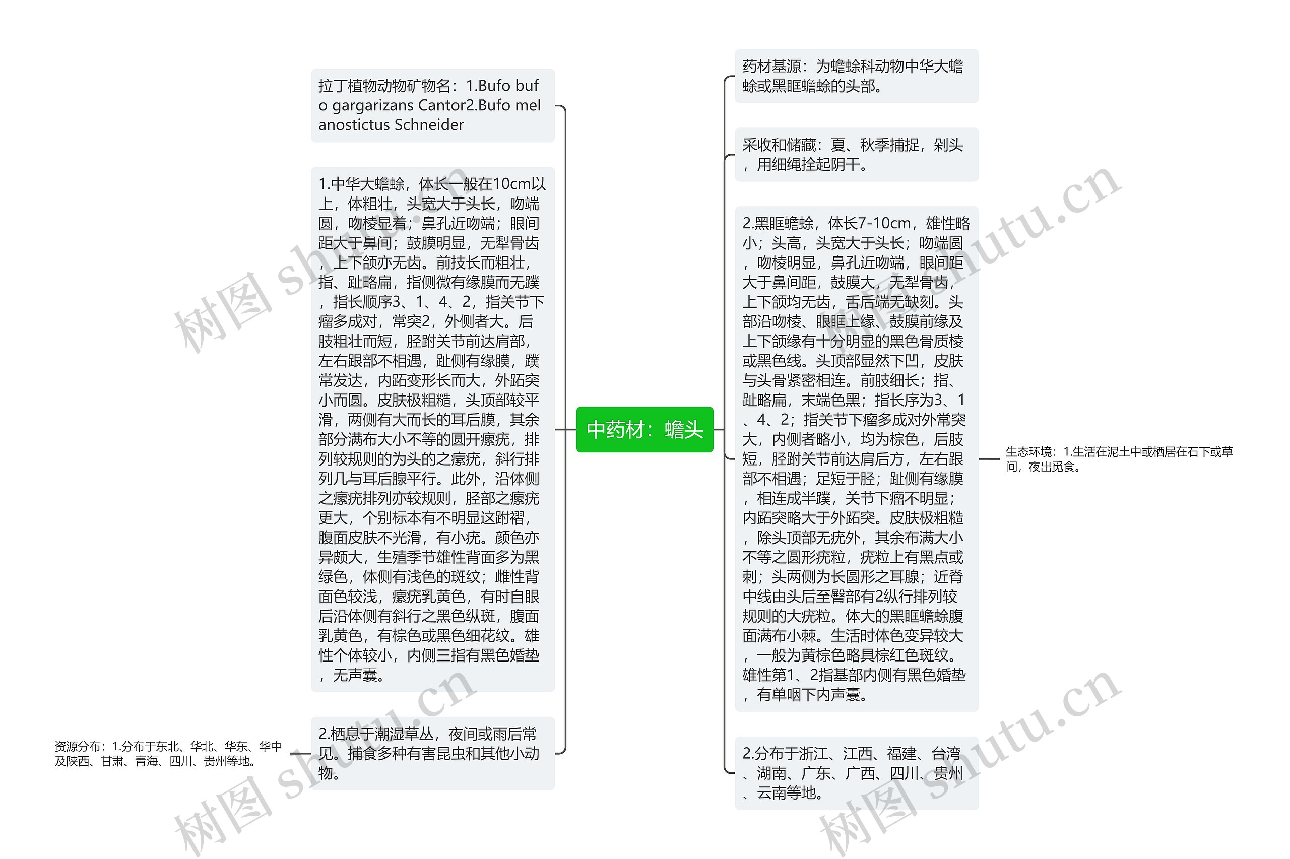 中药材：蟾头思维导图