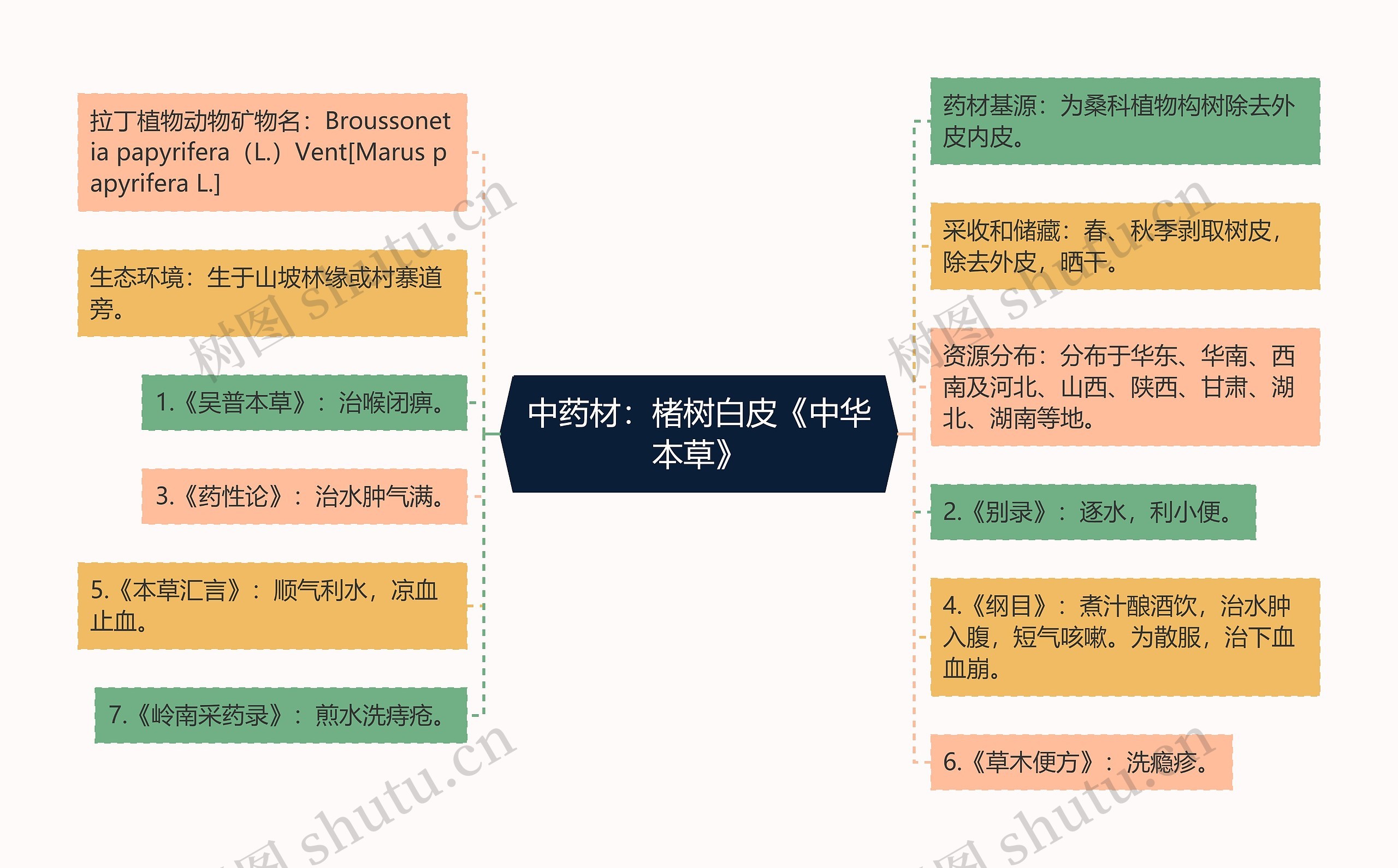 中药材：楮树白皮《中华本草》