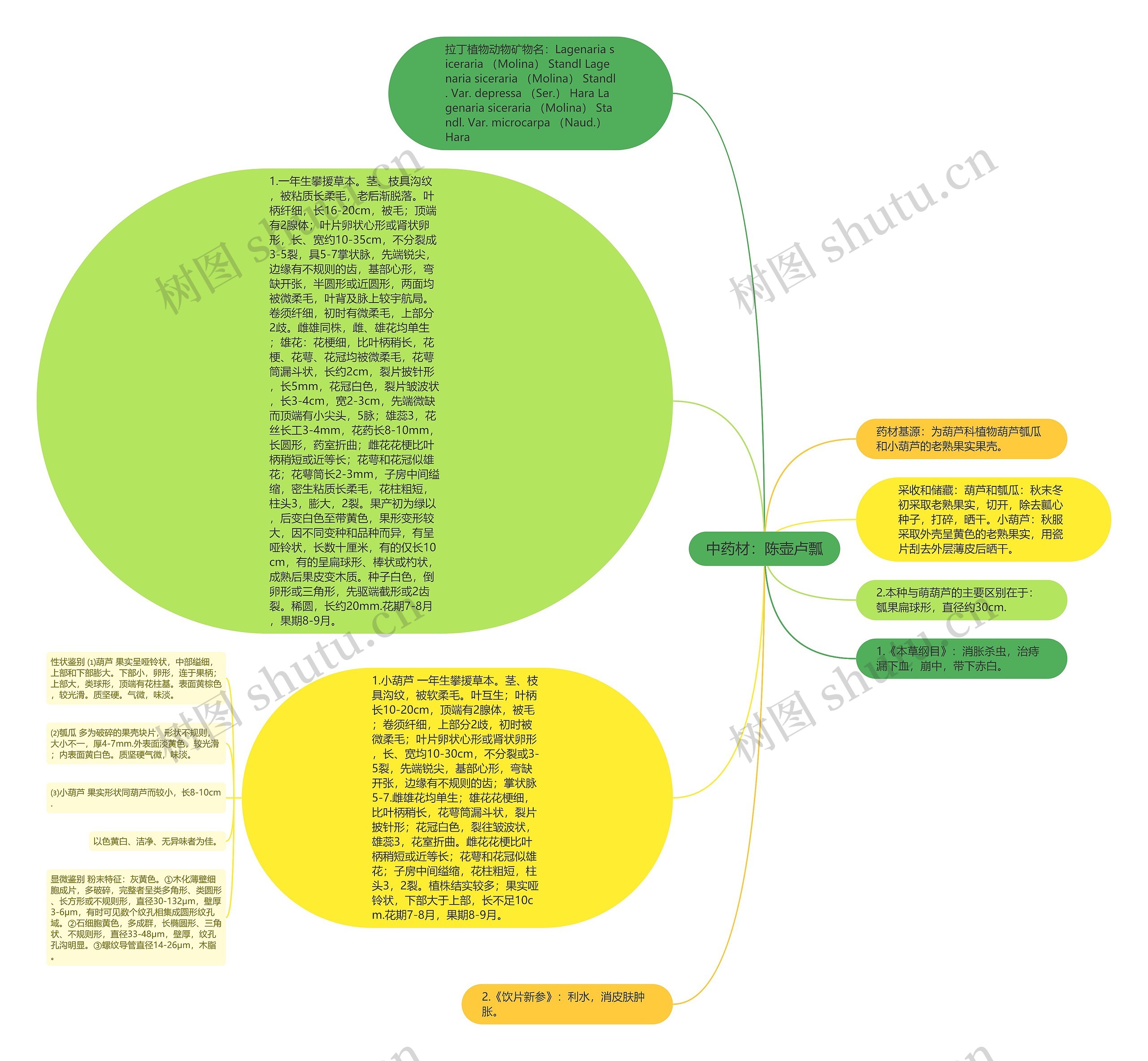 中药材：陈壶卢瓢思维导图