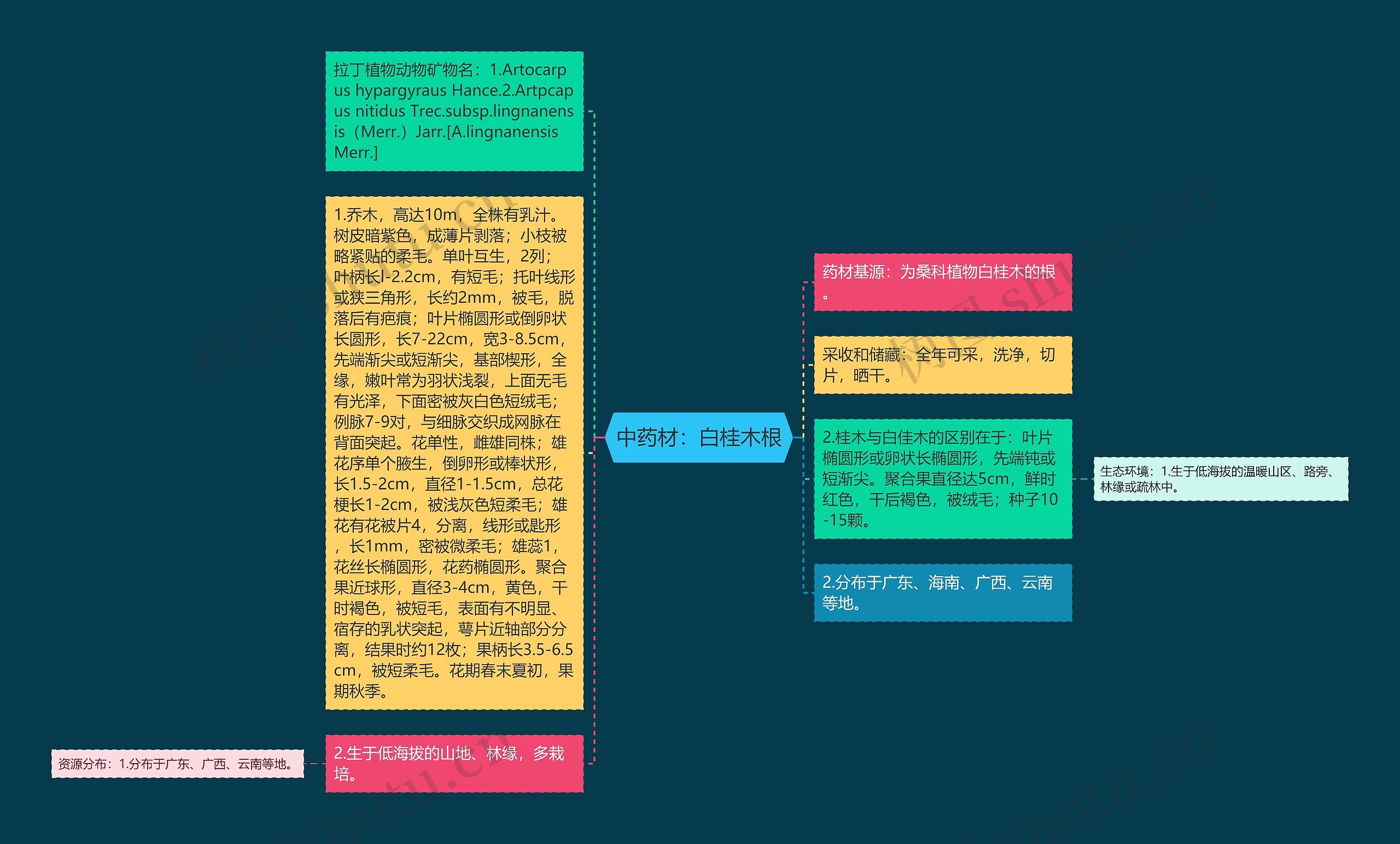 中药材:白桂木根 中药材:白桂木根