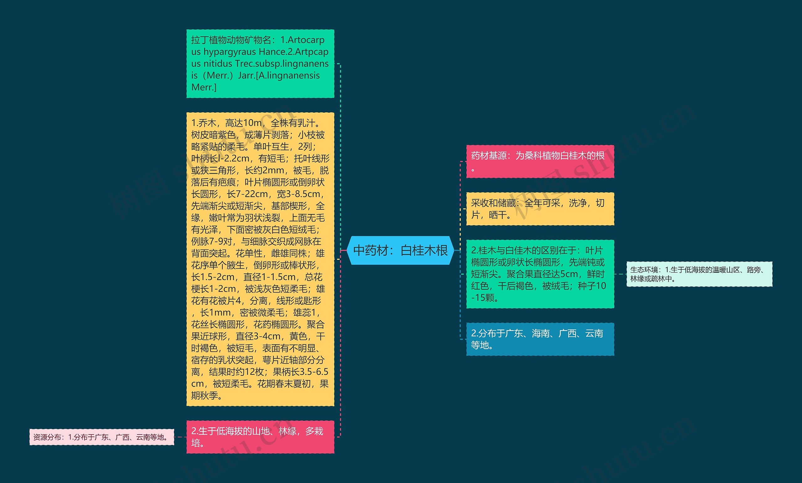 中药材：白桂木根思维导图
