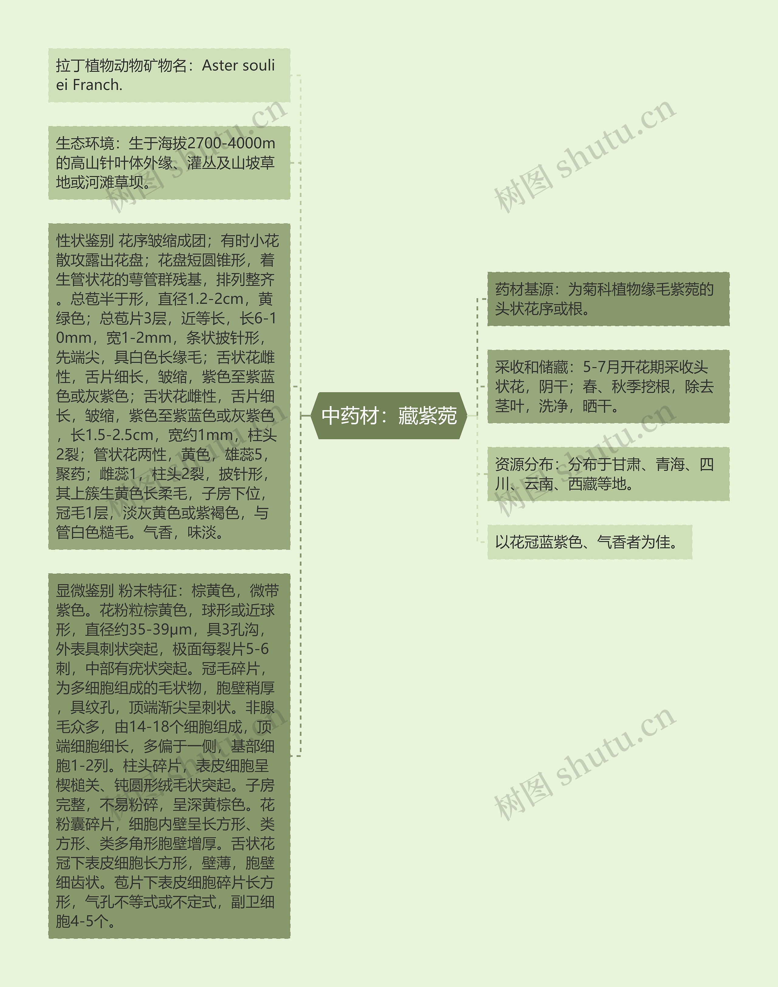 中药材：藏紫菀思维导图