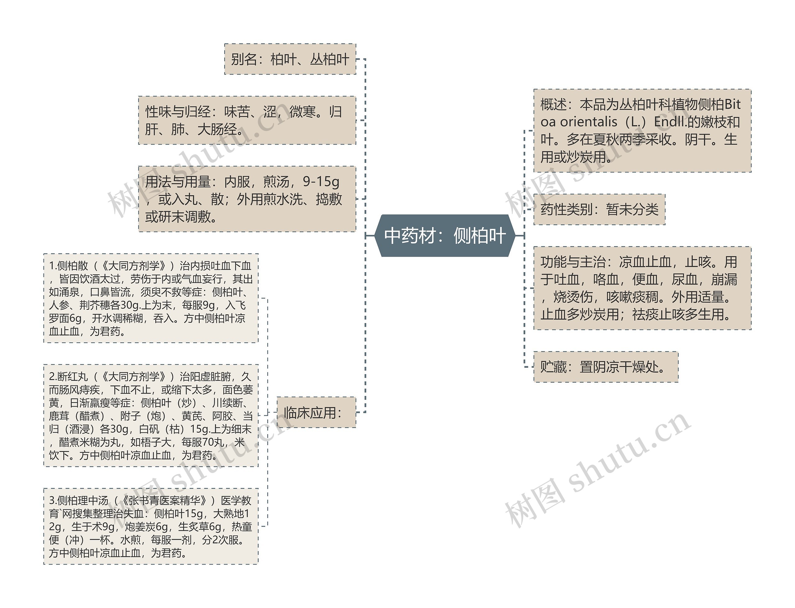 中药材：侧柏叶思维导图