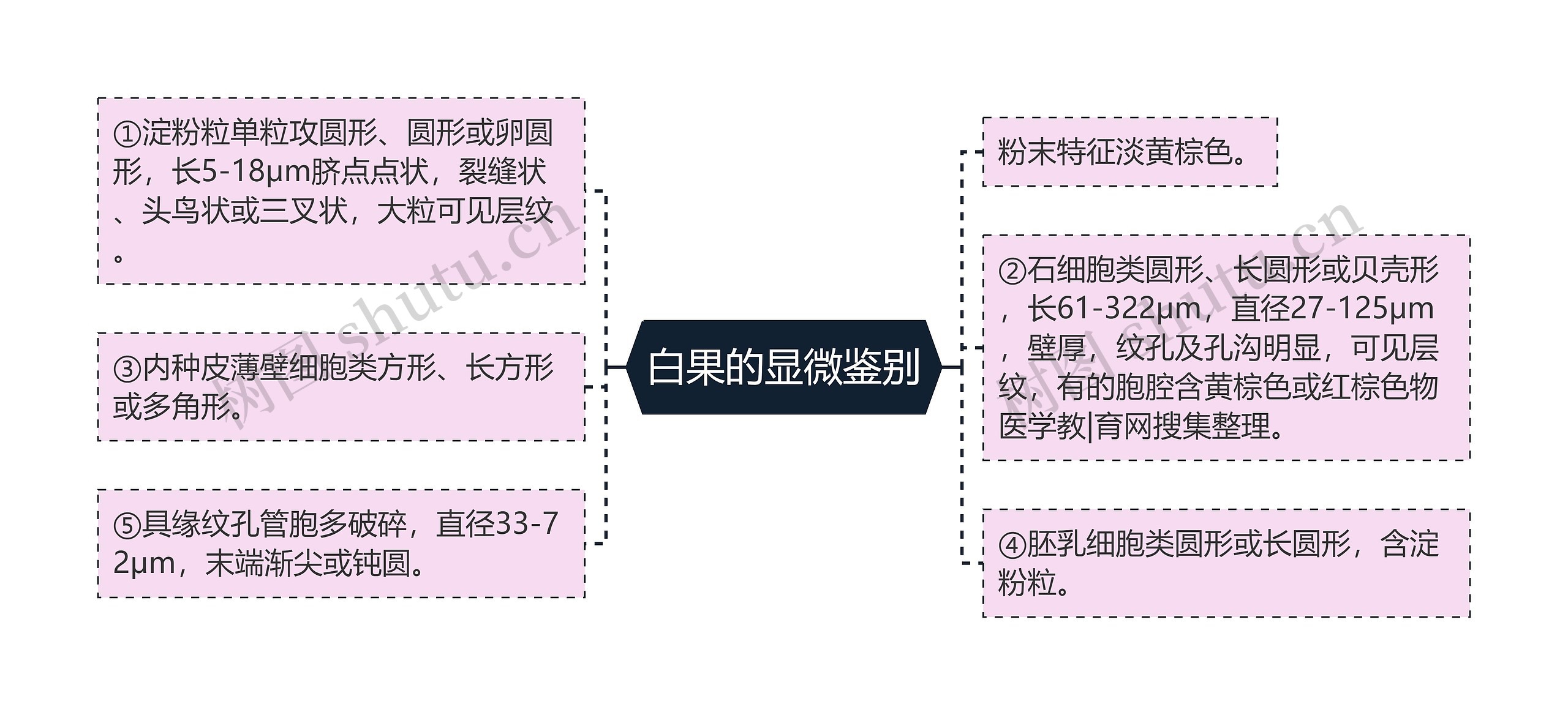 白果的显微鉴别思维导图