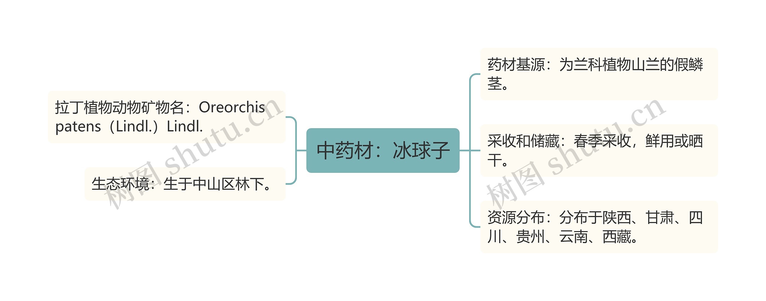 中药材：冰球子思维导图