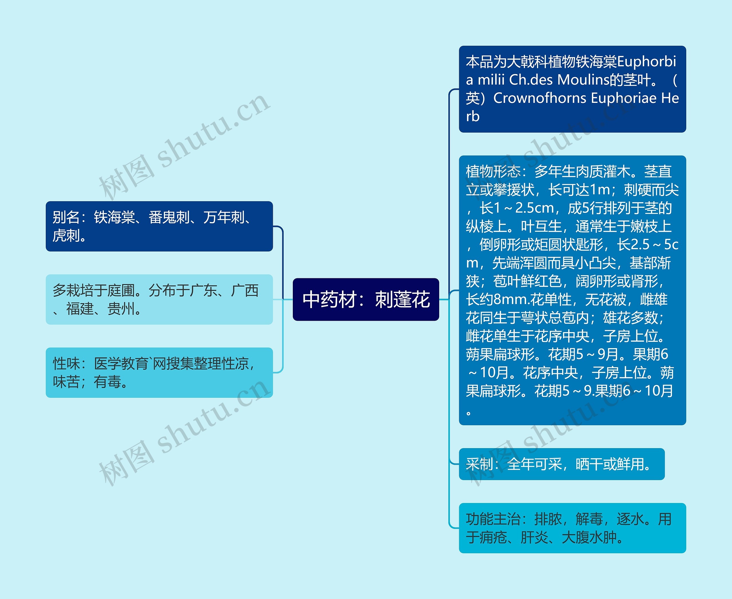 中药材：刺蓬花思维导图