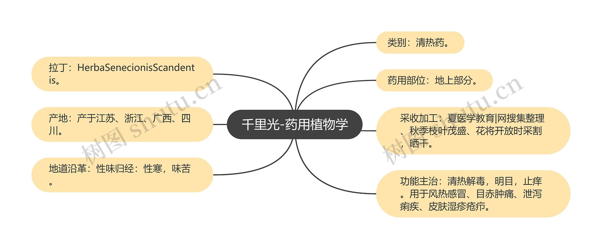 千里光-药用植物学思维导图