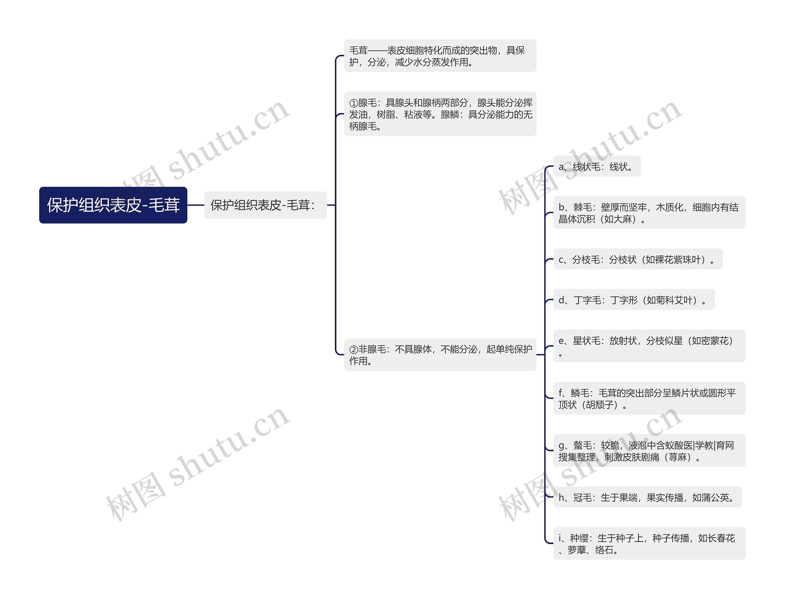 保护组织表皮-毛茸思维导图