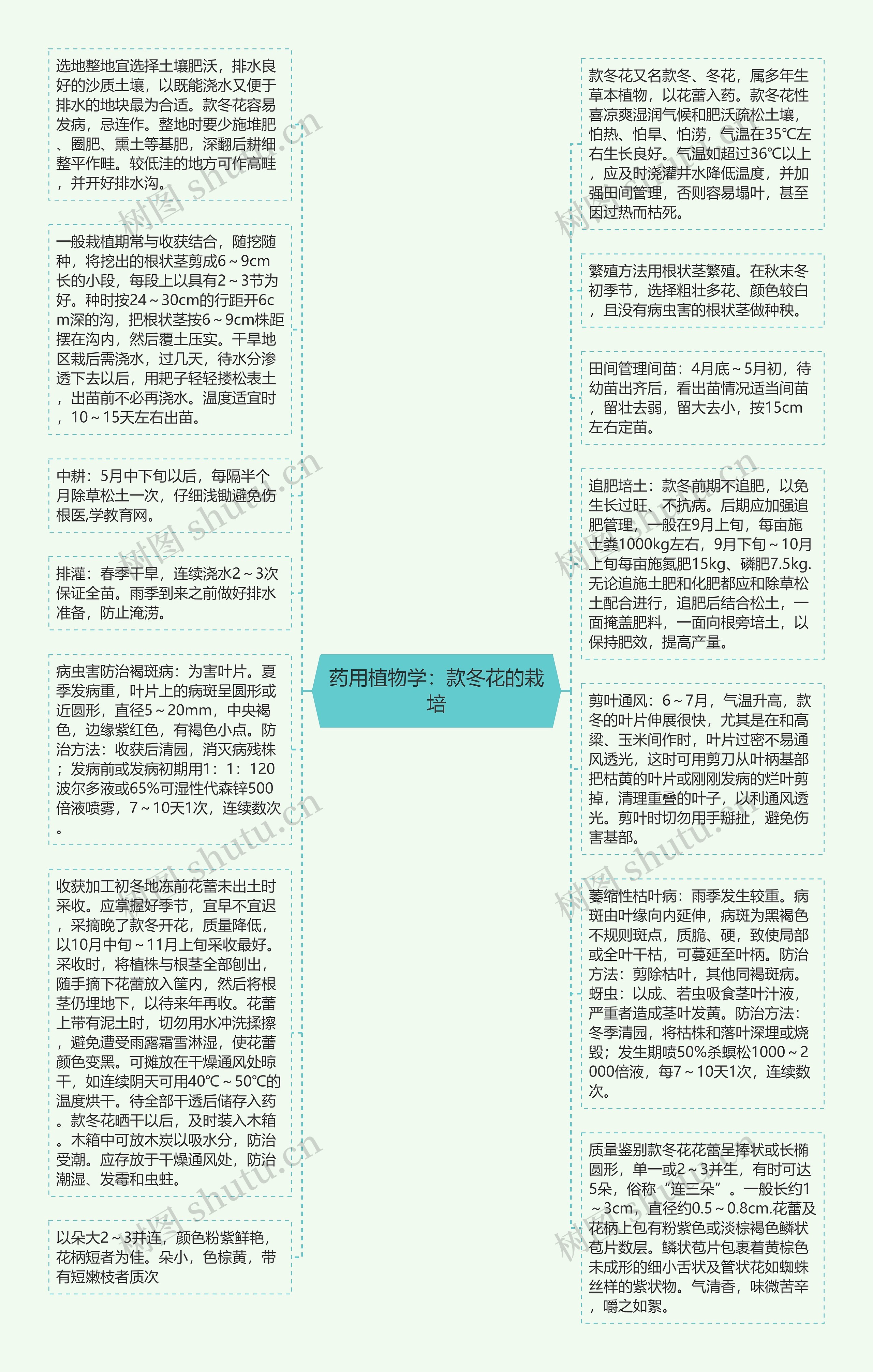 药用植物学：款冬花的栽培思维导图