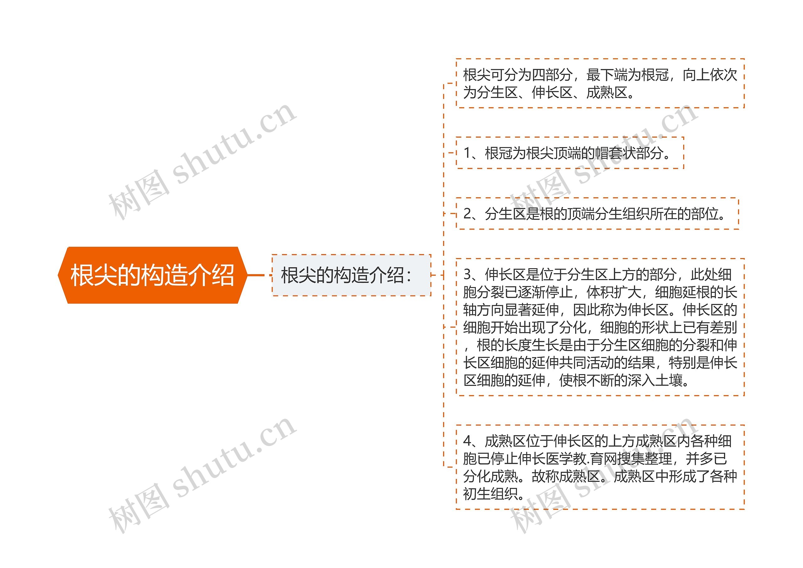 根尖的构造介绍 根尖的构造介绍