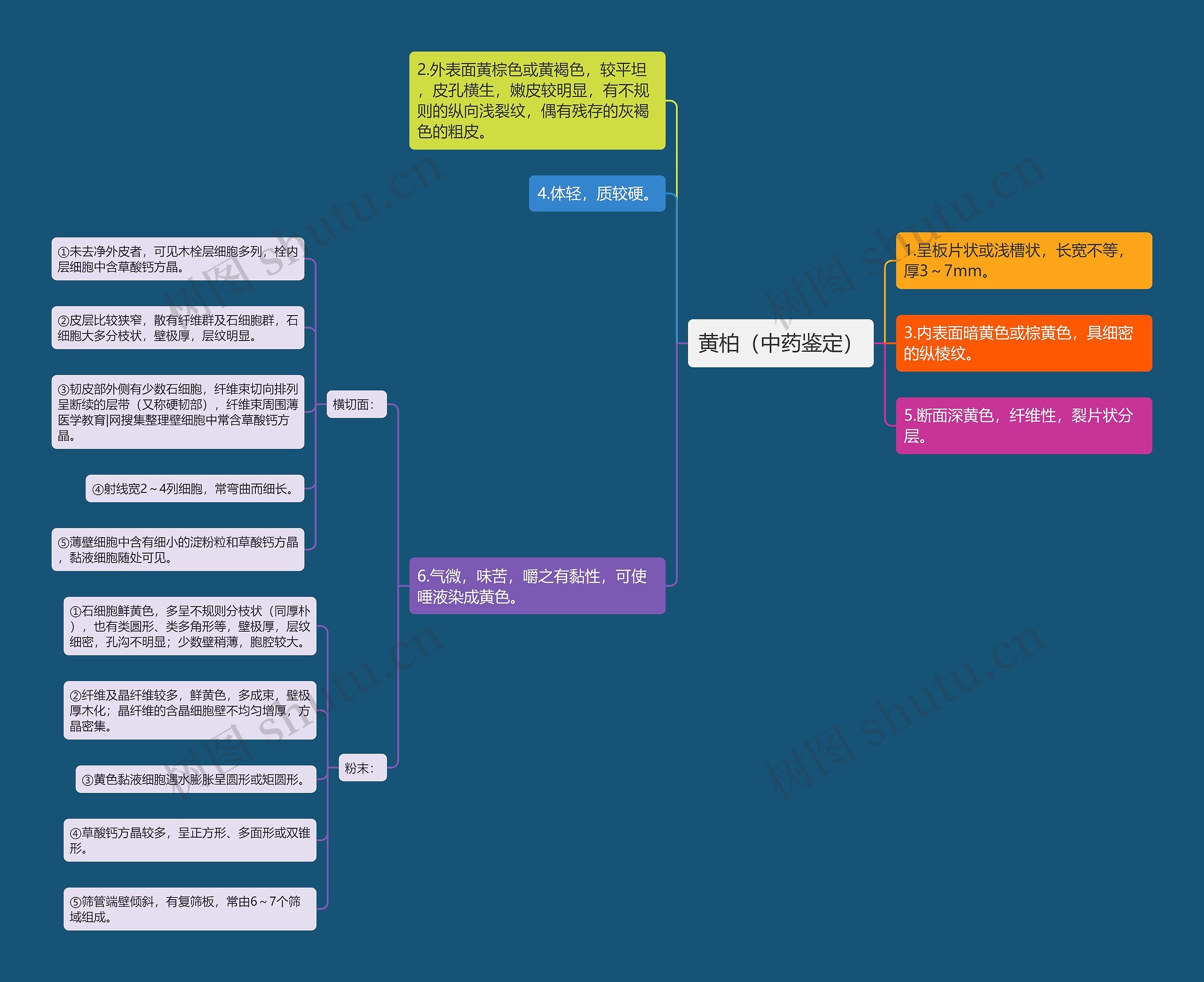 黄柏（中药鉴定）思维导图