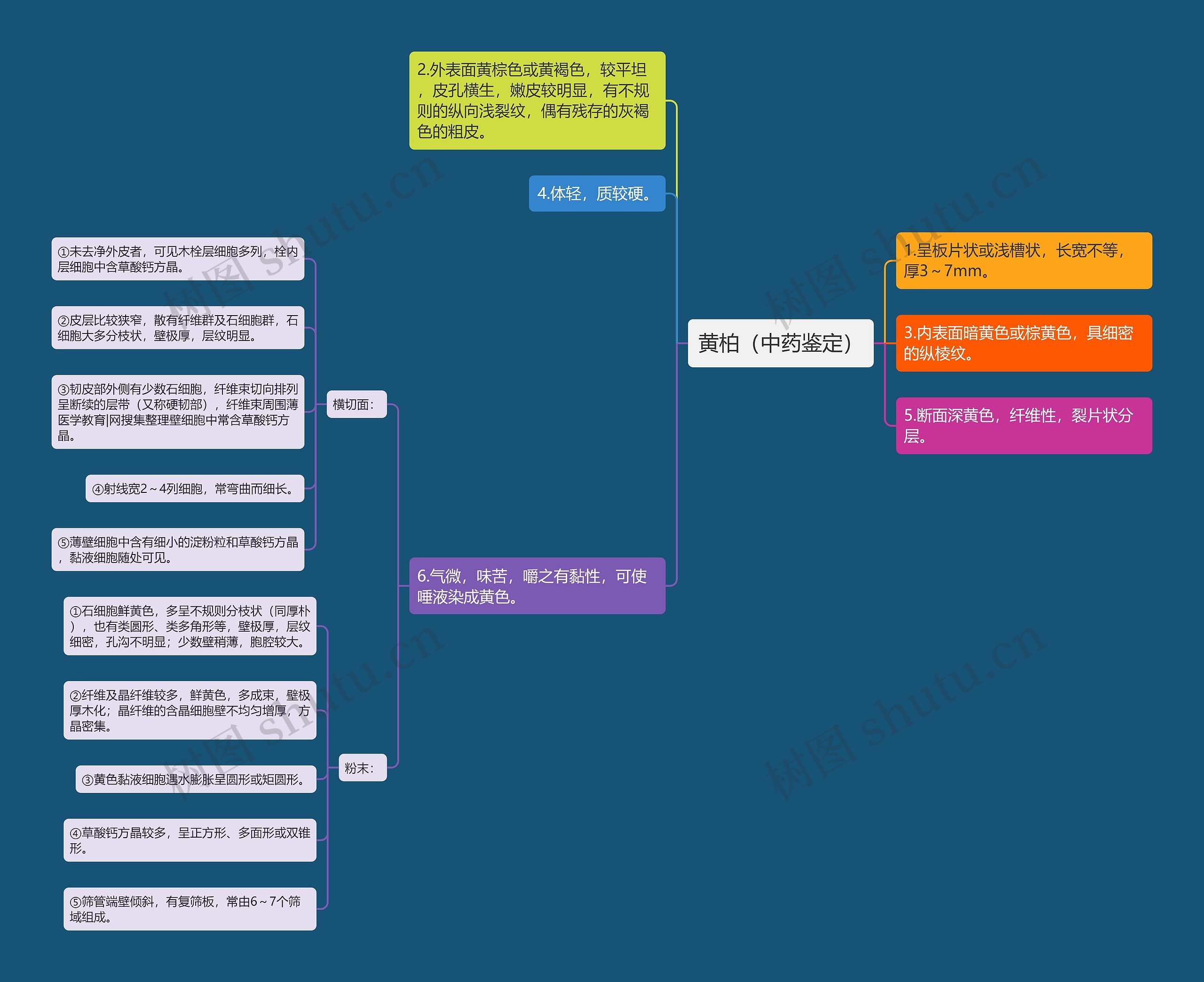 黄柏(中药鉴定) 黄柏(中药鉴定)