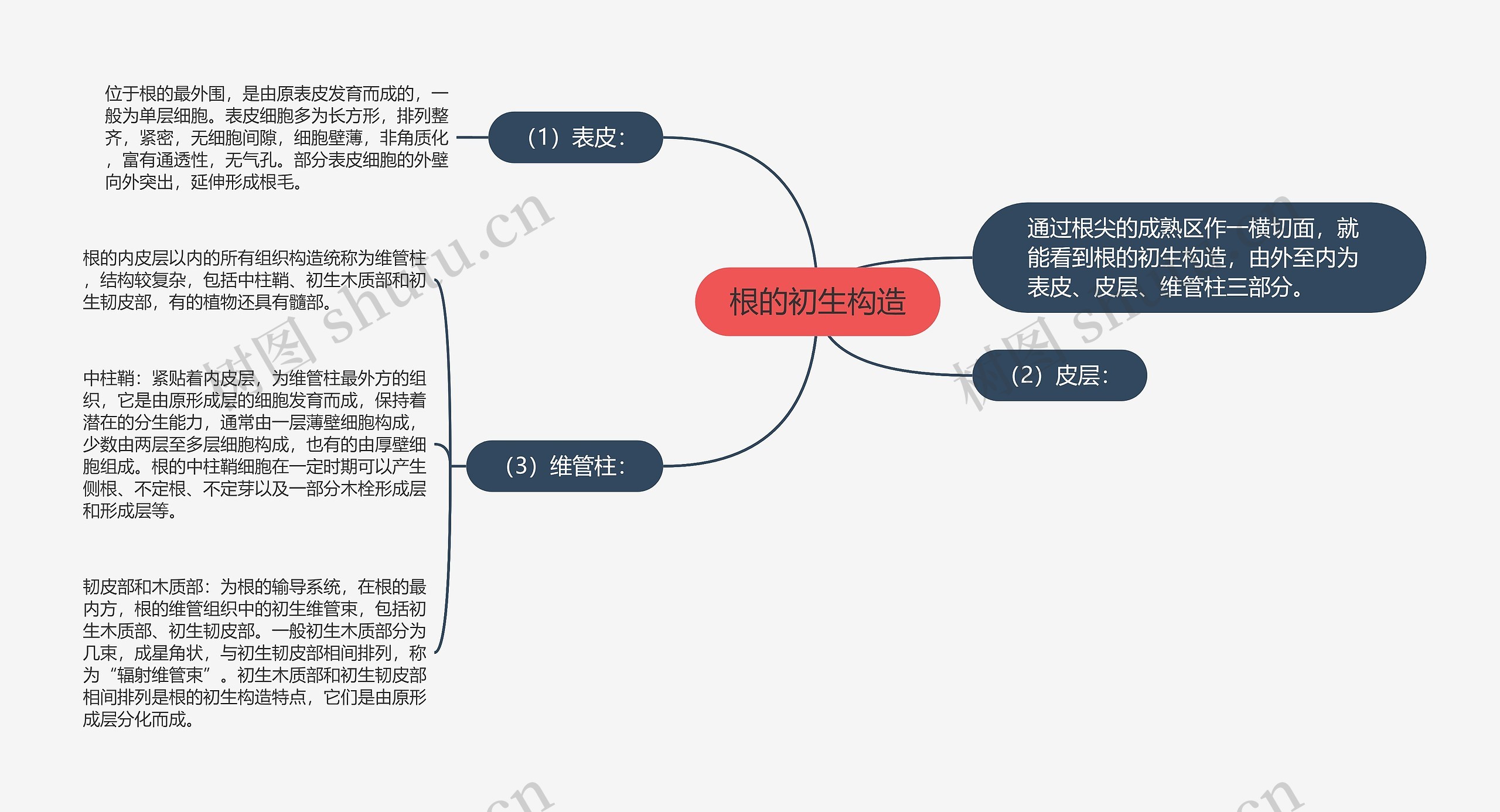 根的初生构造