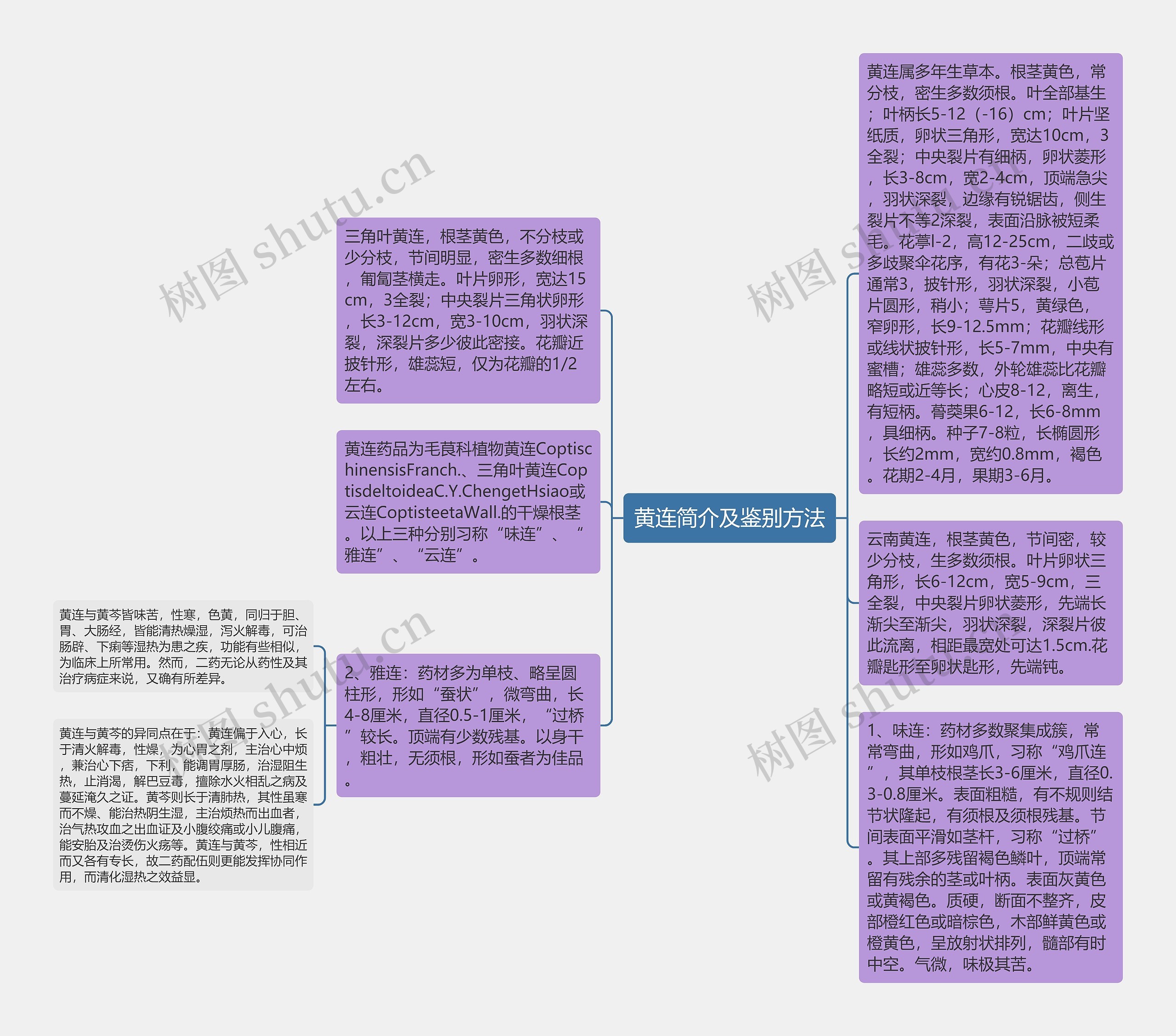 黄连简介及鉴别方法思维导图