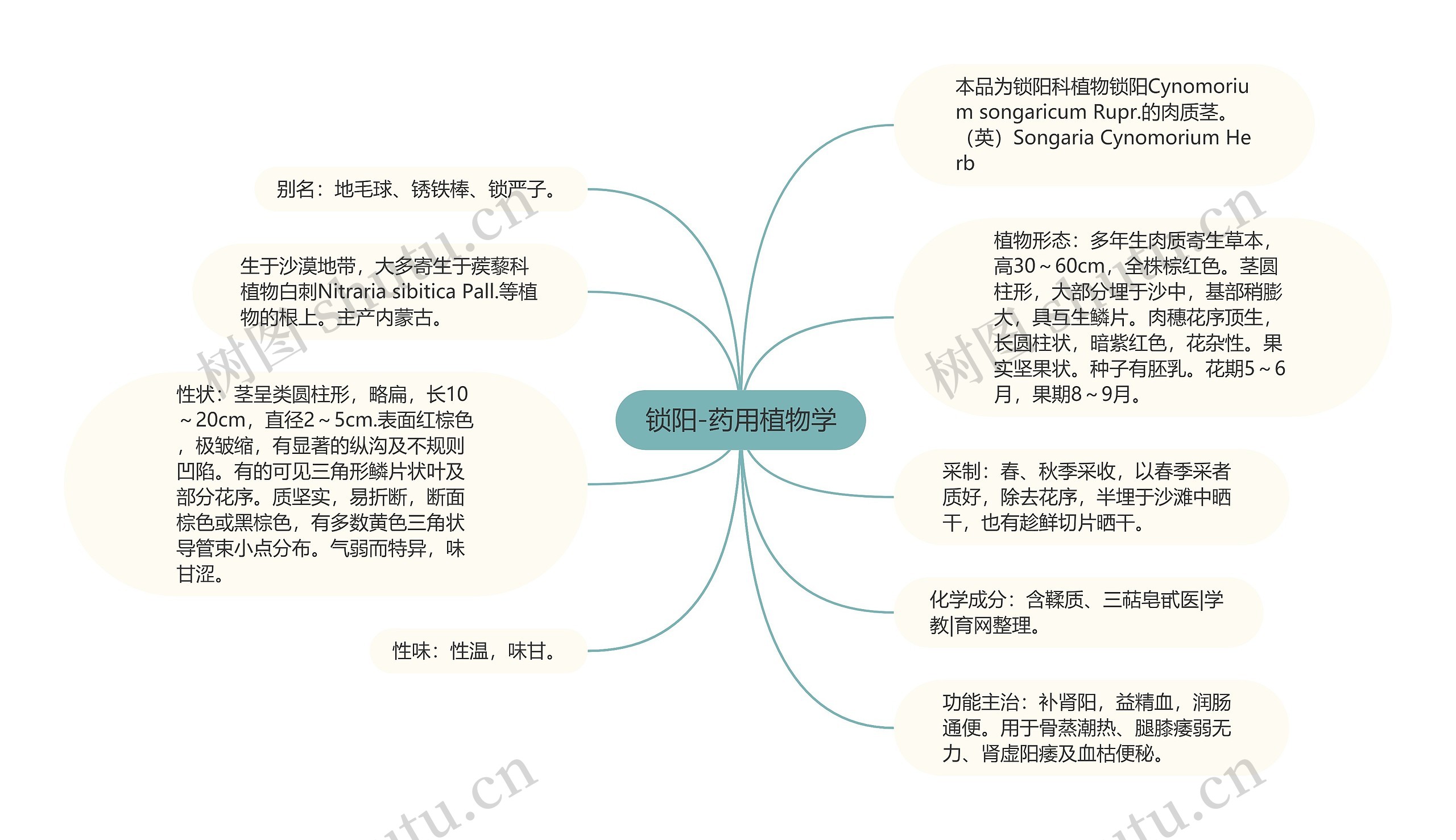 锁阳-药用植物学思维导图