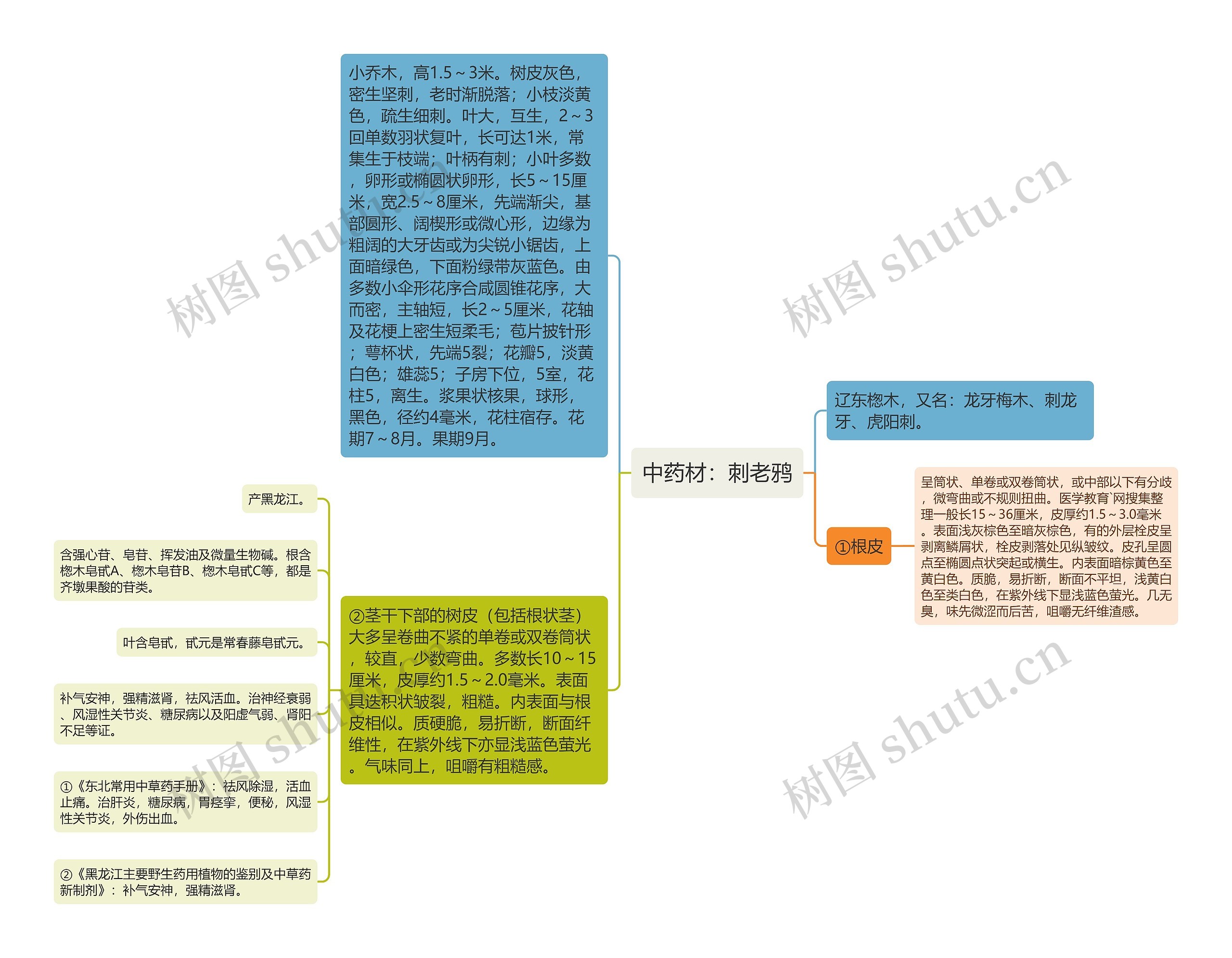 中药材：刺老鸦思维导图