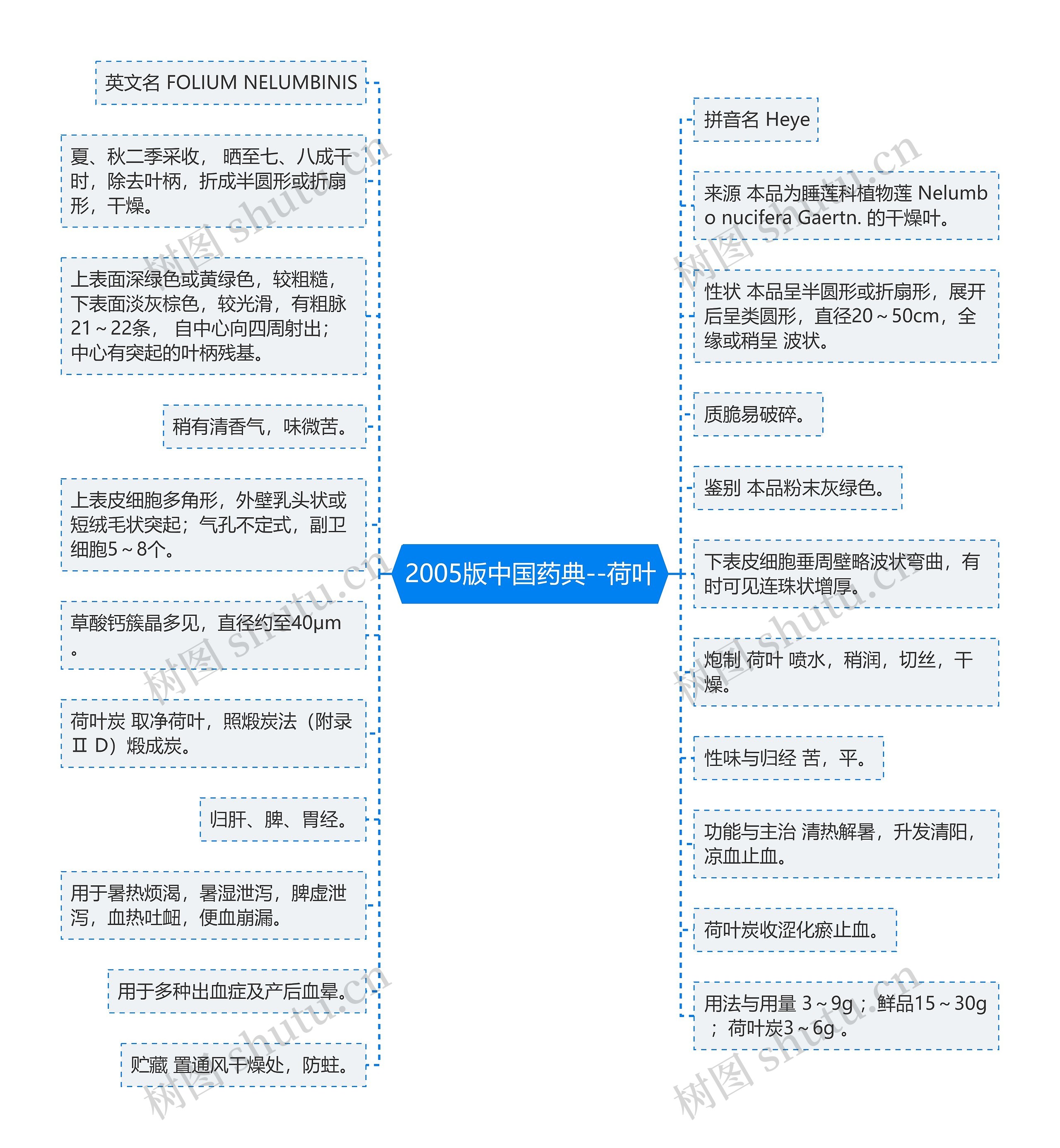 2005版中国药典--荷叶思维导图