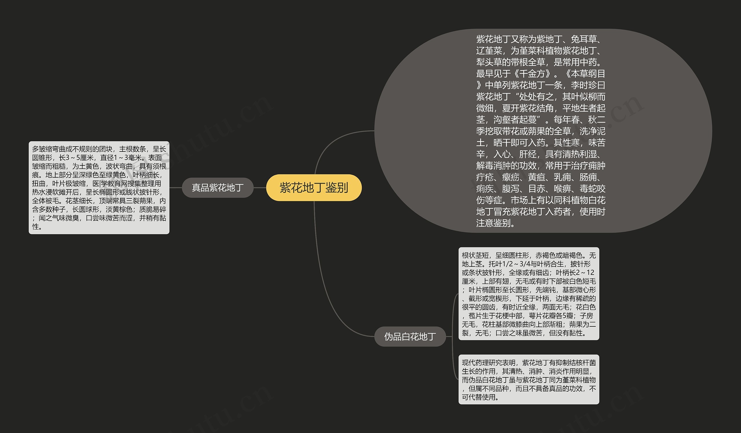 紫花地丁鉴别思维导图