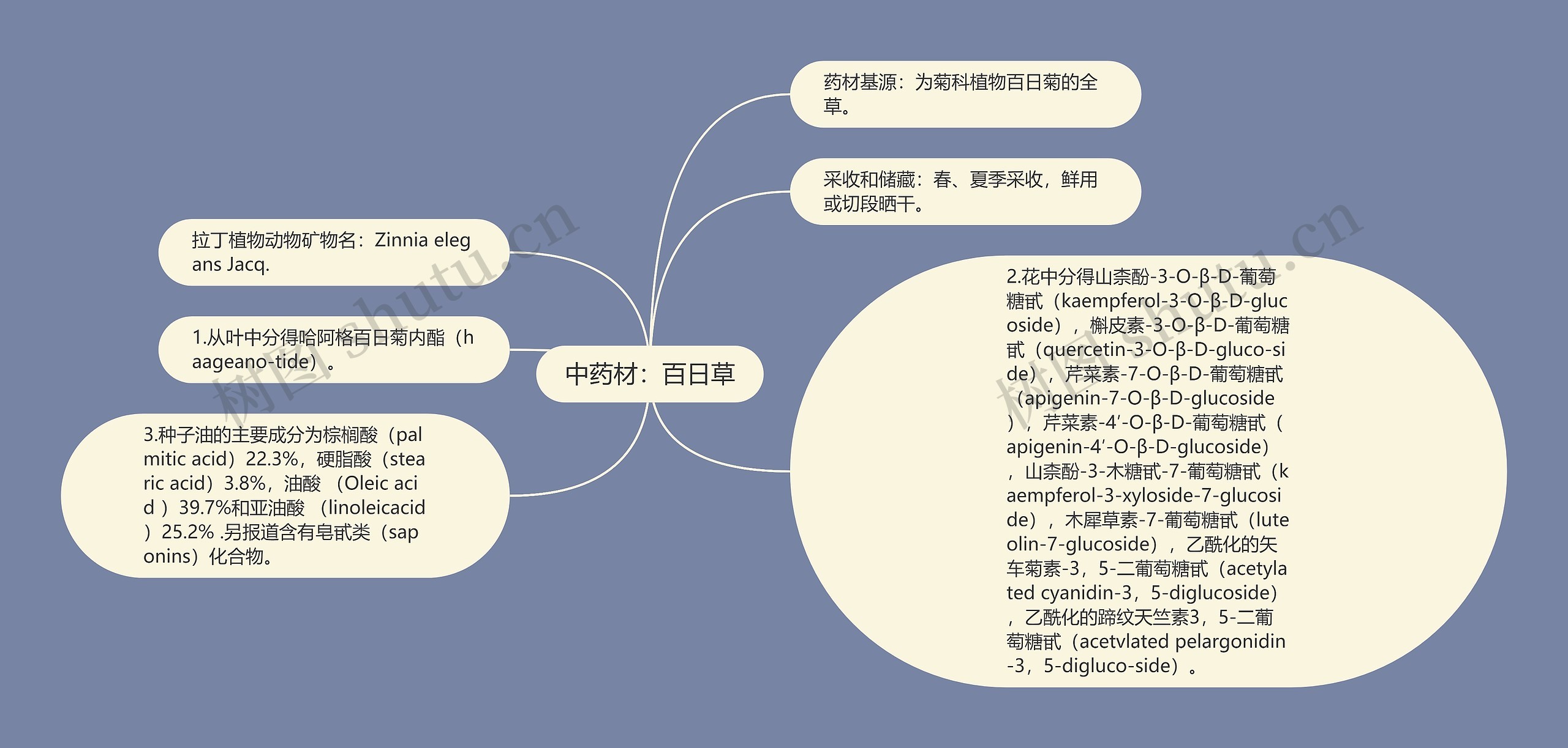 中药材：百日草思维导图