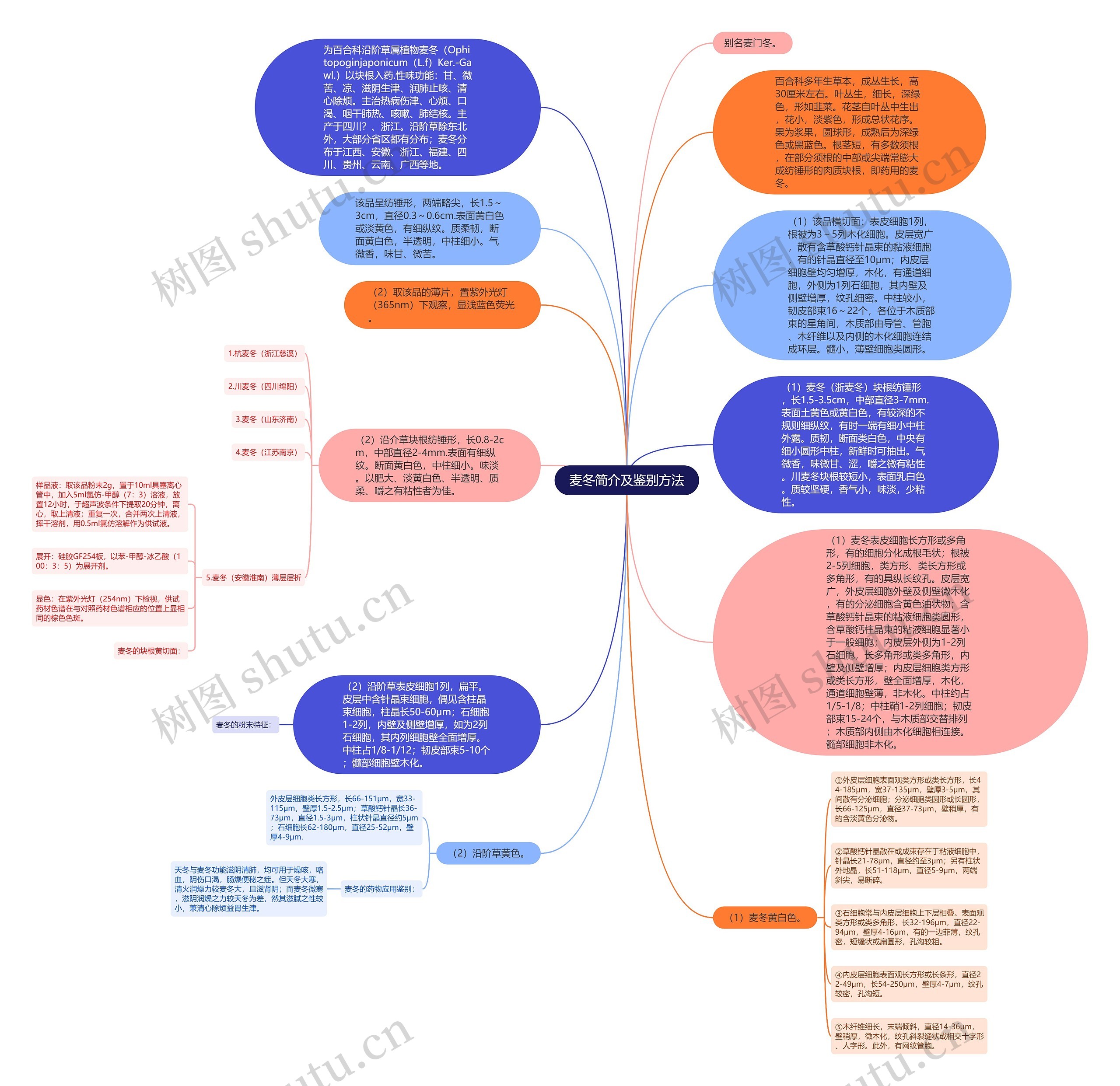 麦冬简介及鉴别方法思维导图